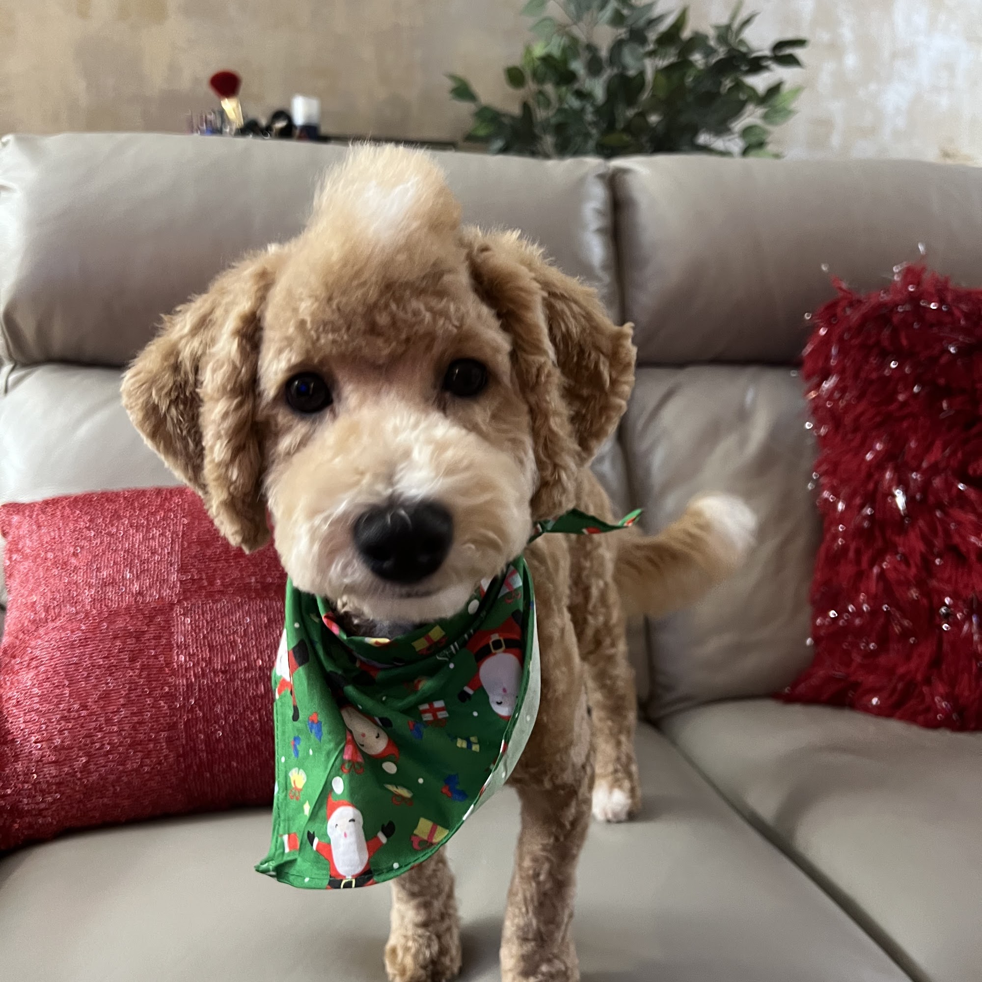 Coastal Canine Grooming & Boutique Milford