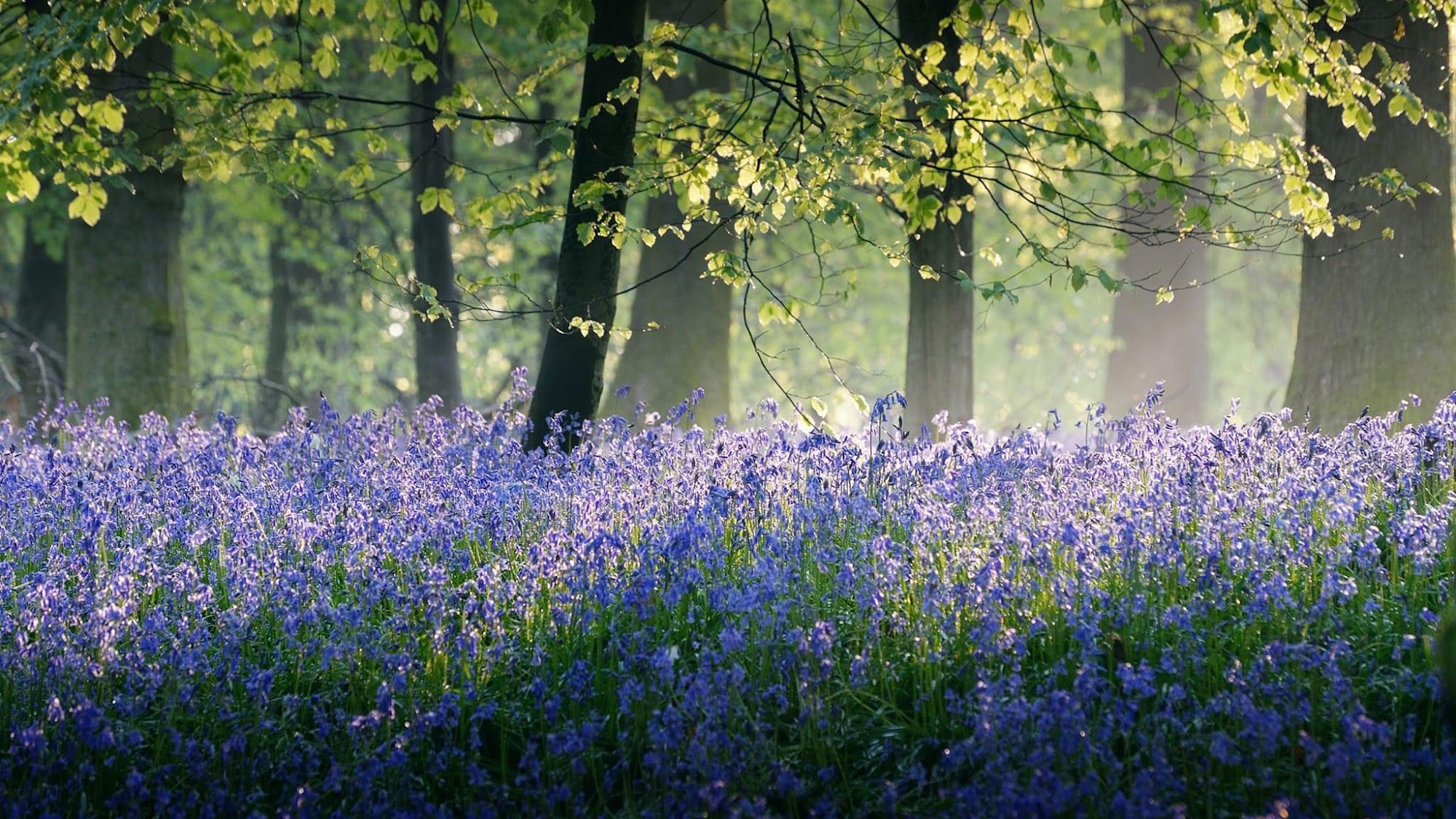 SOLACE massage, LLC 203 Broad St, Milford Connecticut 06460