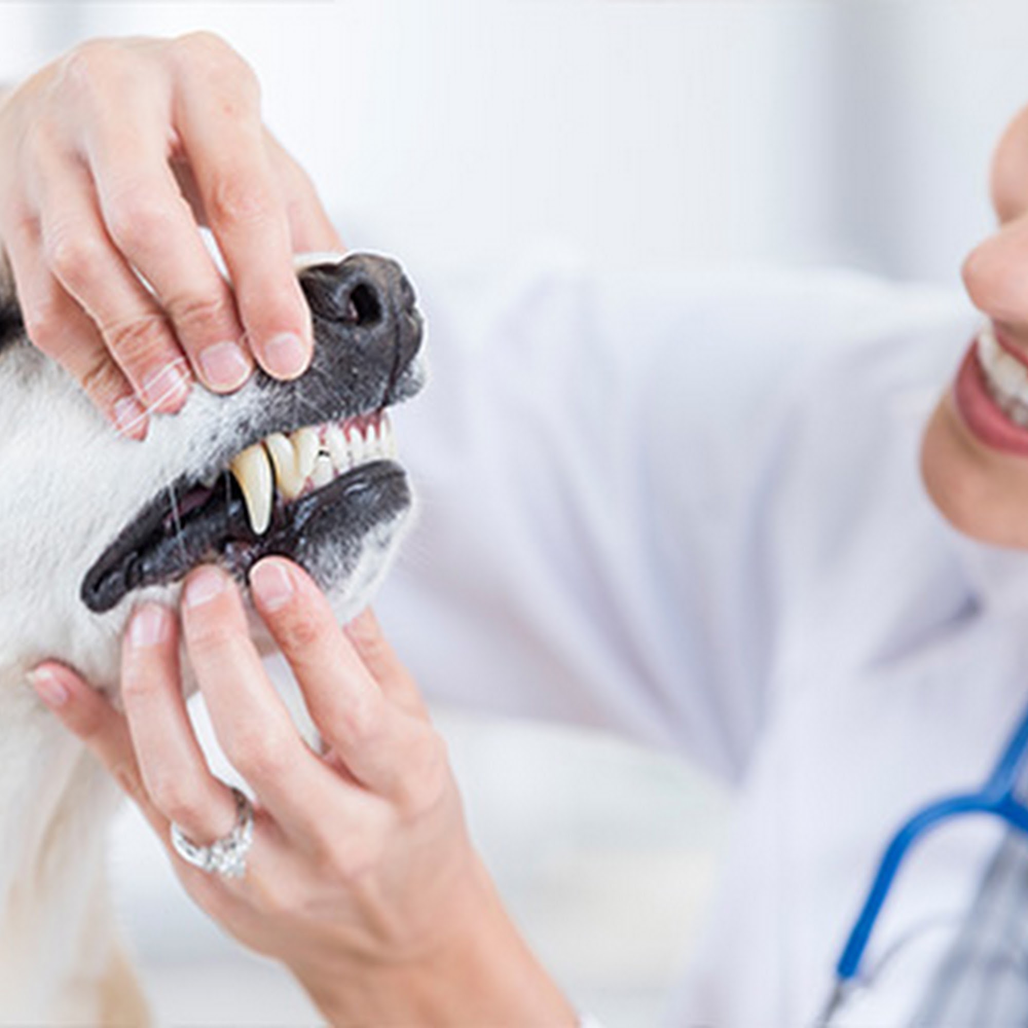 Monroe Town and Country Veterinary Hospital Monroe