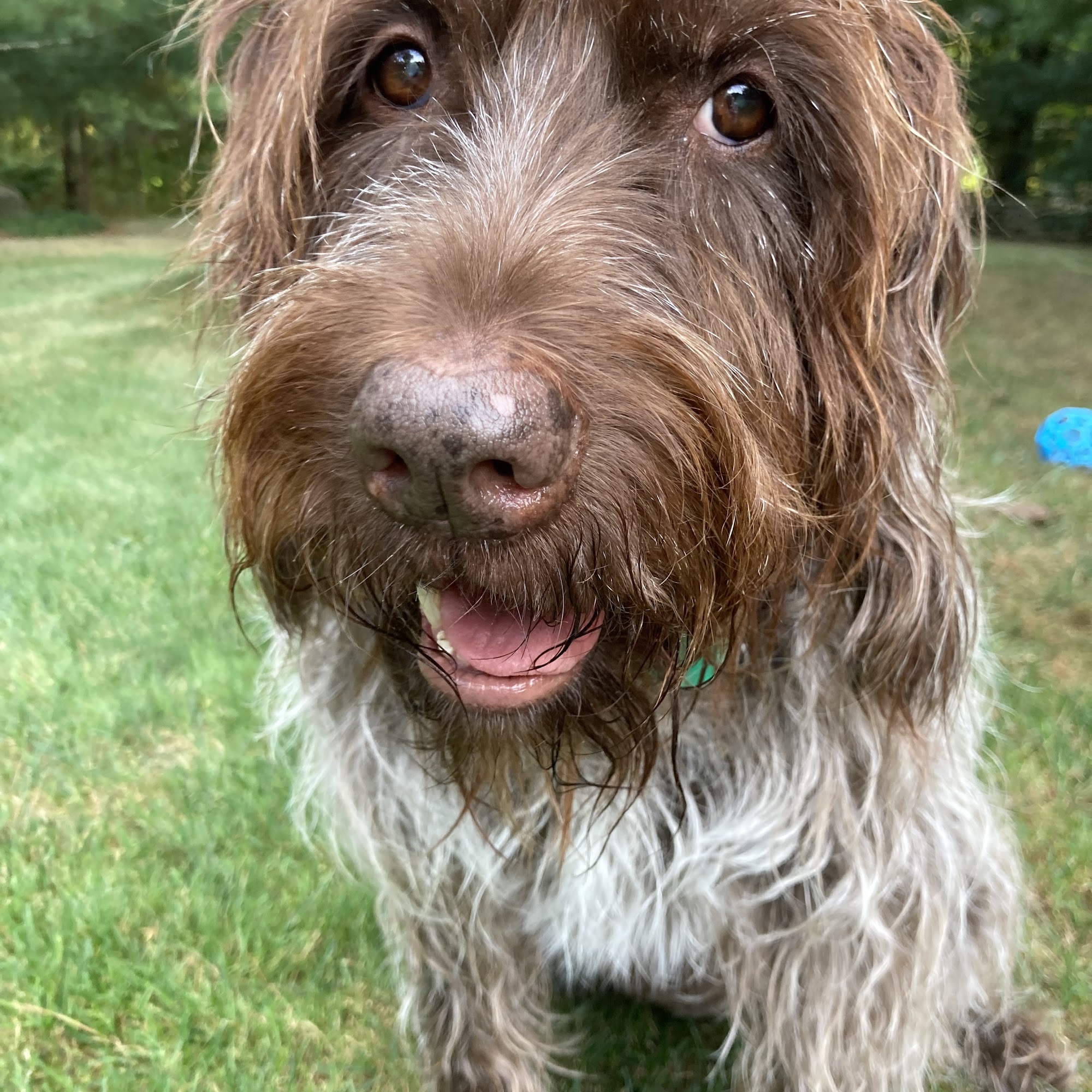 Four Paws Veterinary Services, PC Mystic