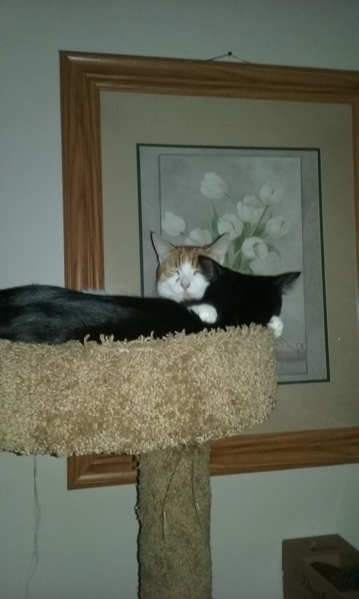 Animals For Life Naugatuck