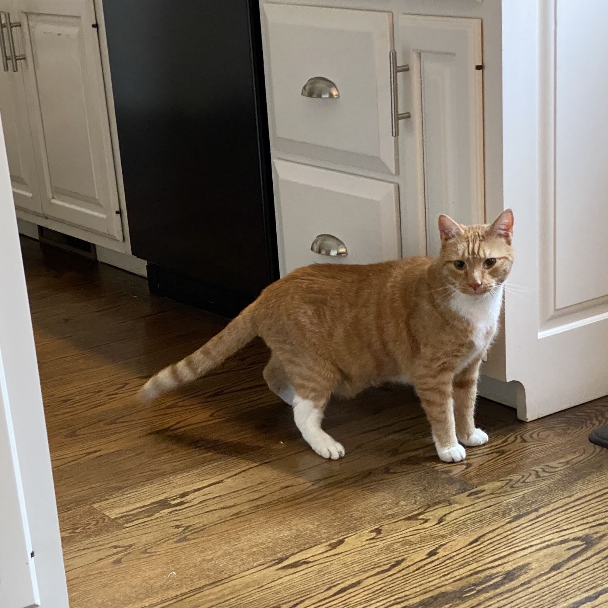 New Canaan Veterinary Hospital New Canaan