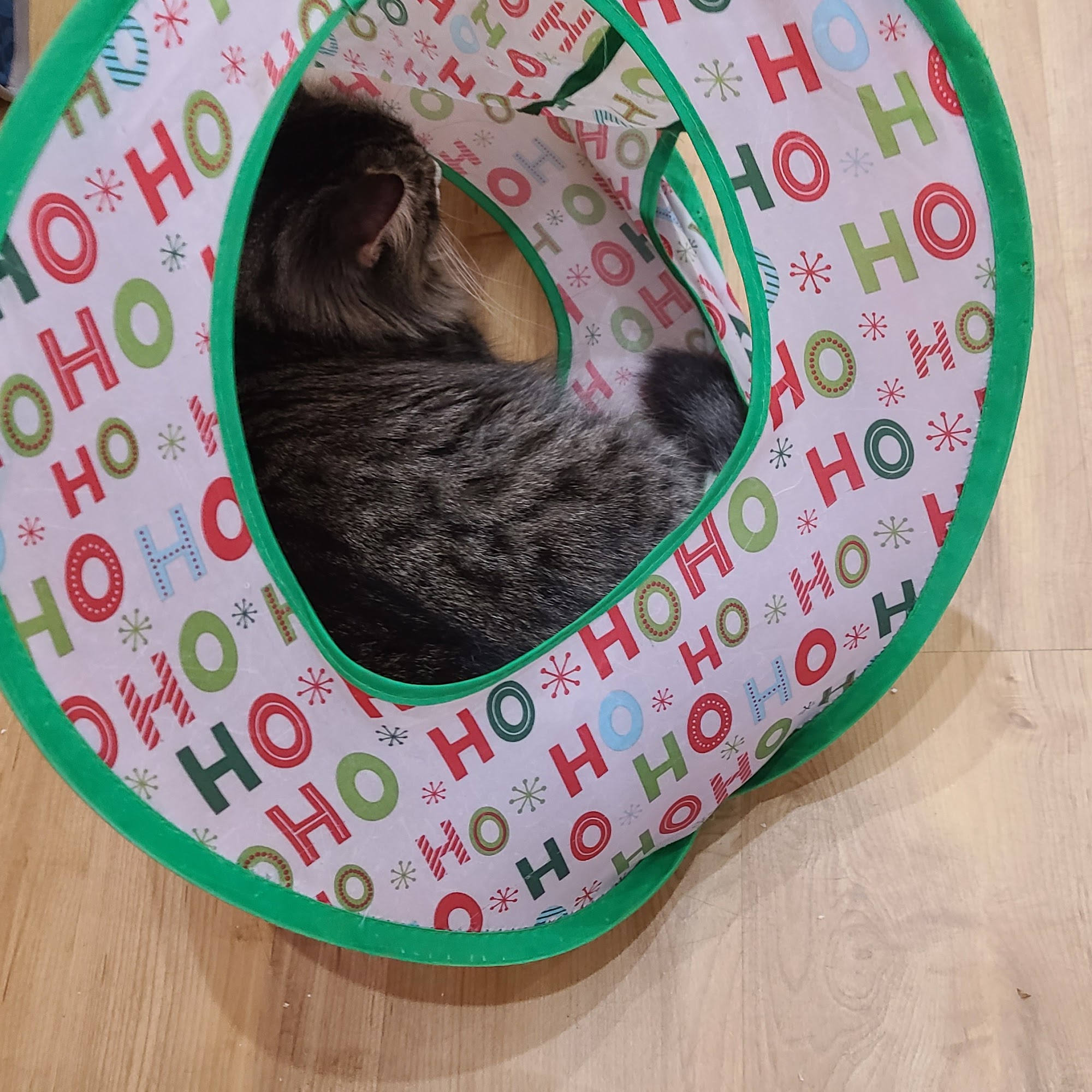 Mew Haven Cat Cafe New Haven