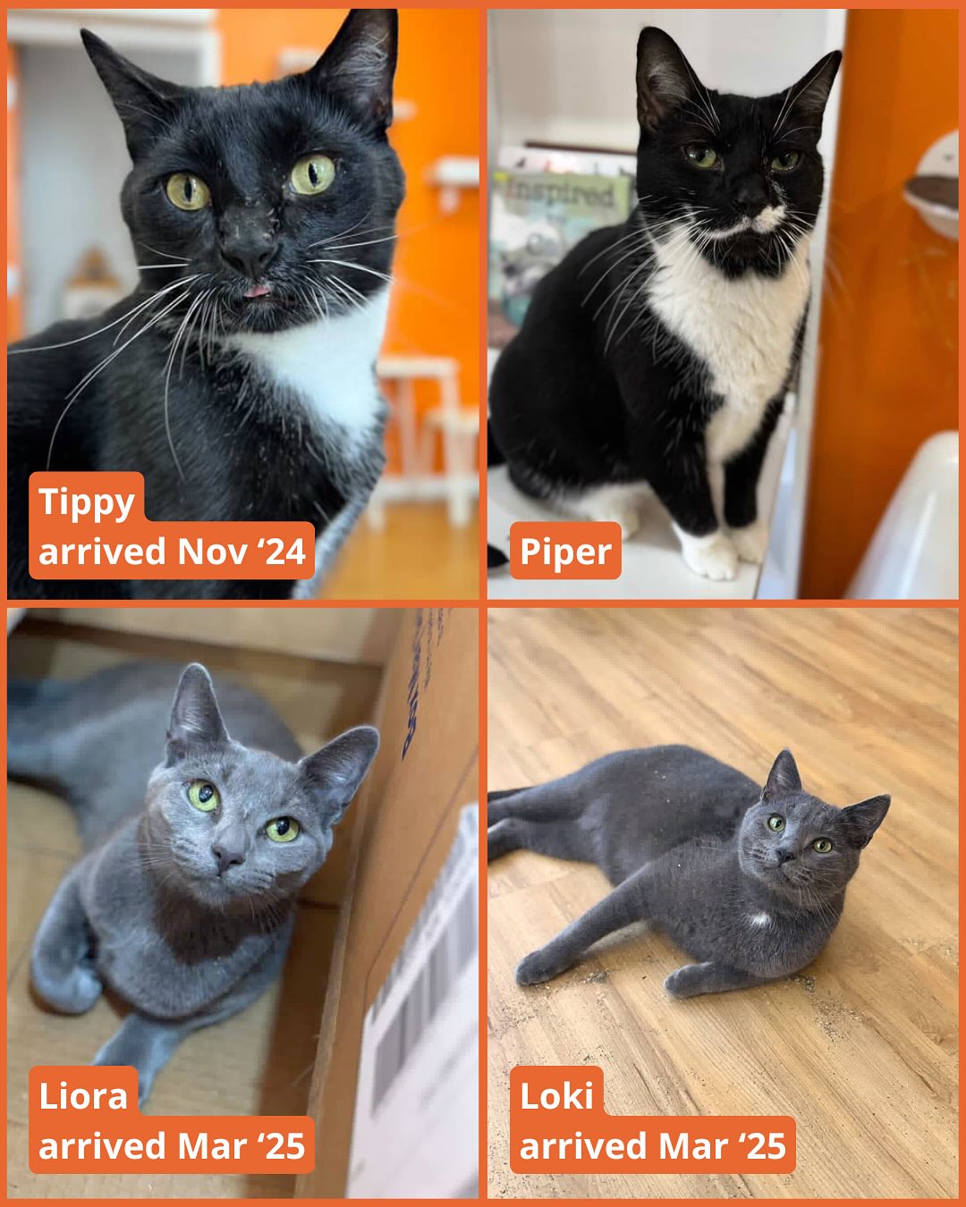 Mew Haven Cat Cafe New Haven