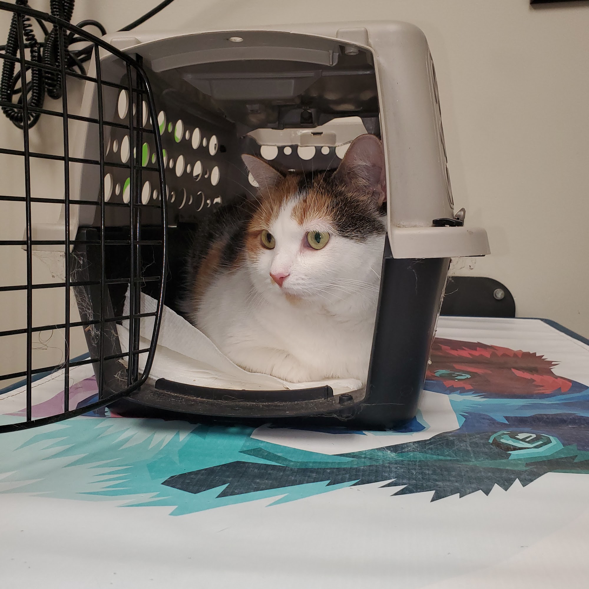 Veterinary Wellness Center of New Haven New Haven