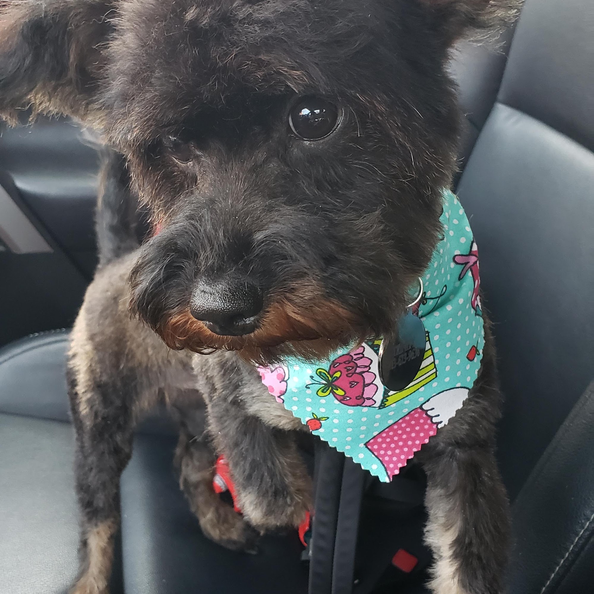 Veterinary Associates of Westville New Haven