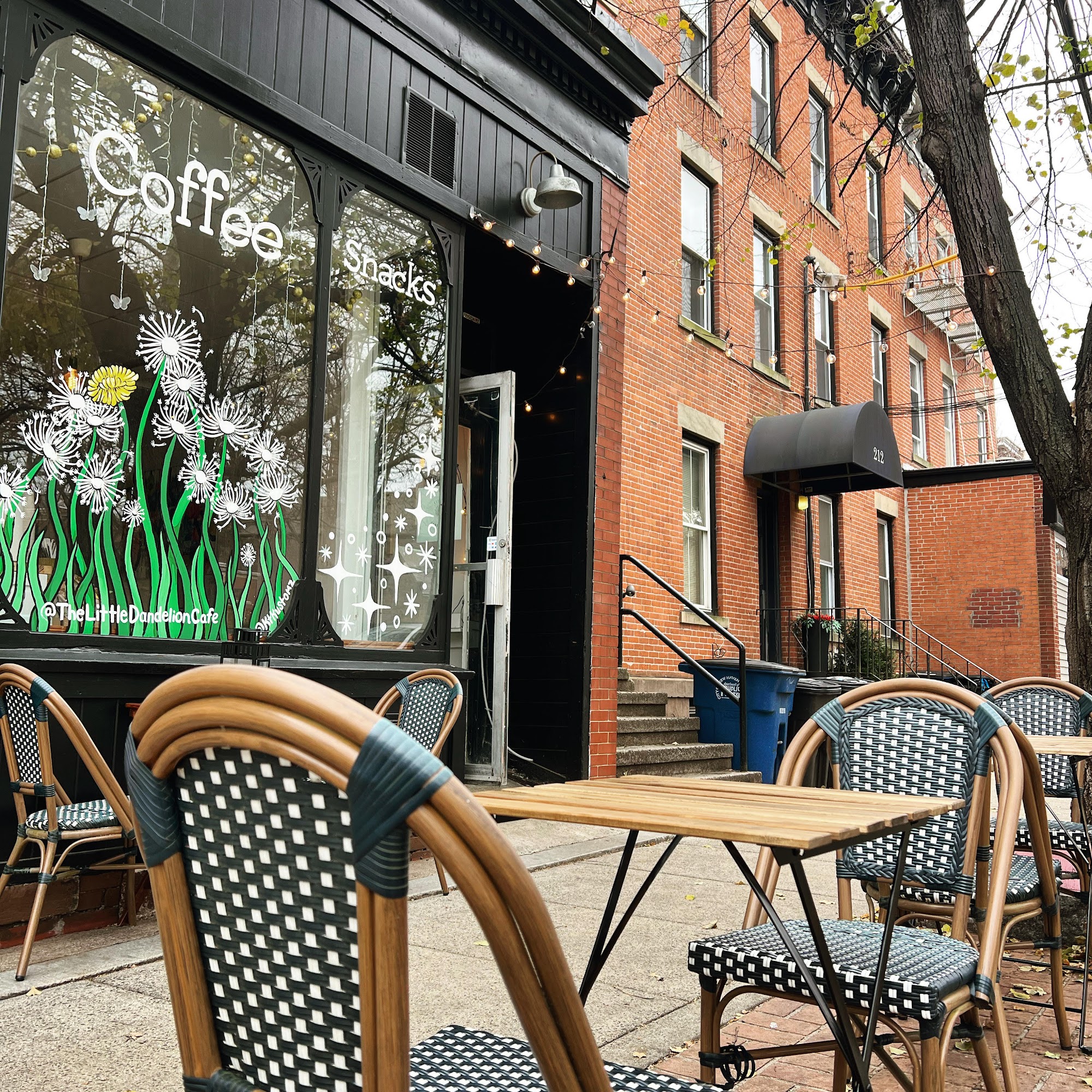 Little Dandelion New Haven