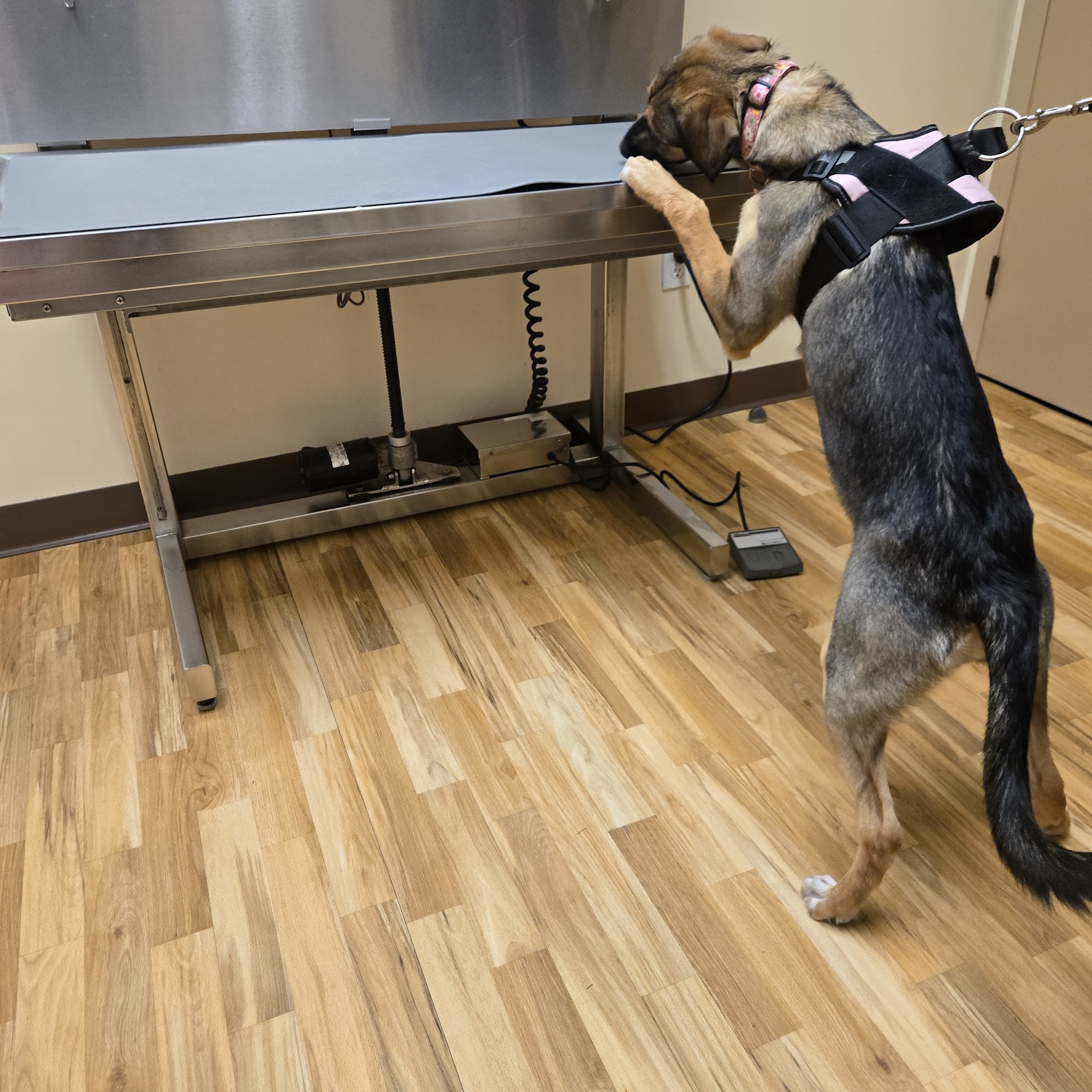 New Milford Animal Hospital: New Milford