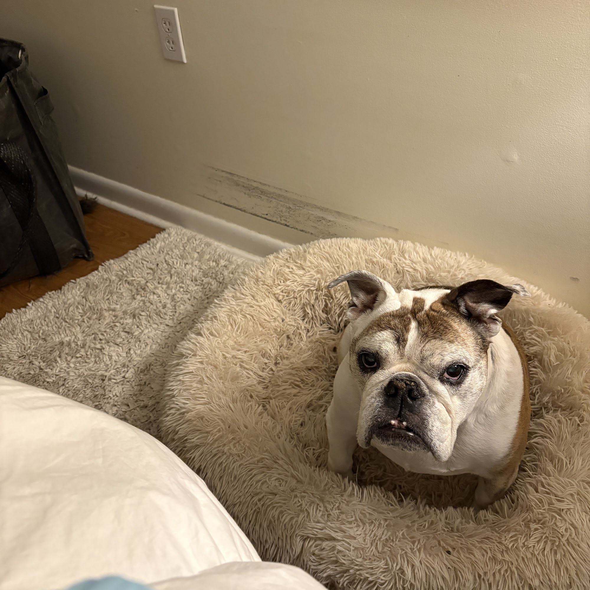 Valley Veterinary Hospital New Milford