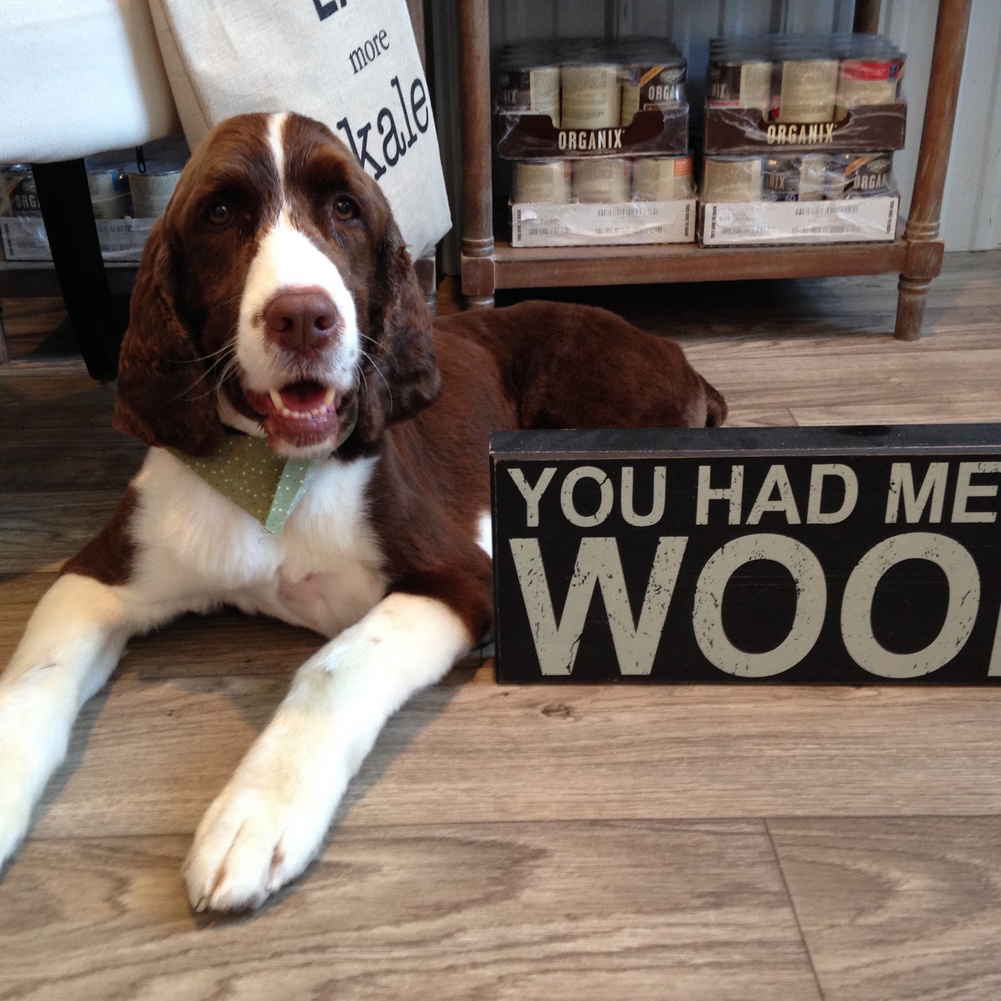 The Downtown Dog New Milford