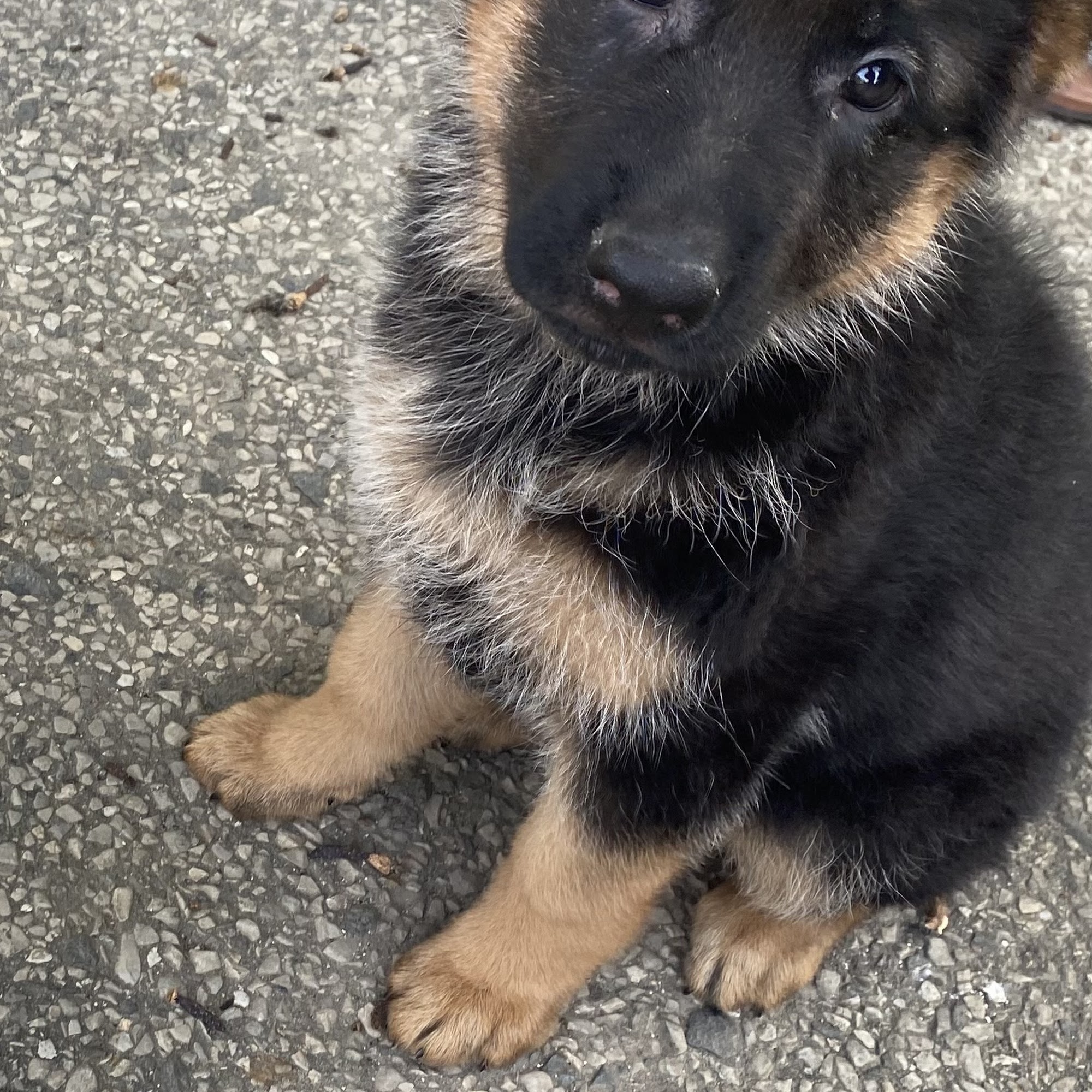 Wilhendorf Kennel-German Shepherds New Milford