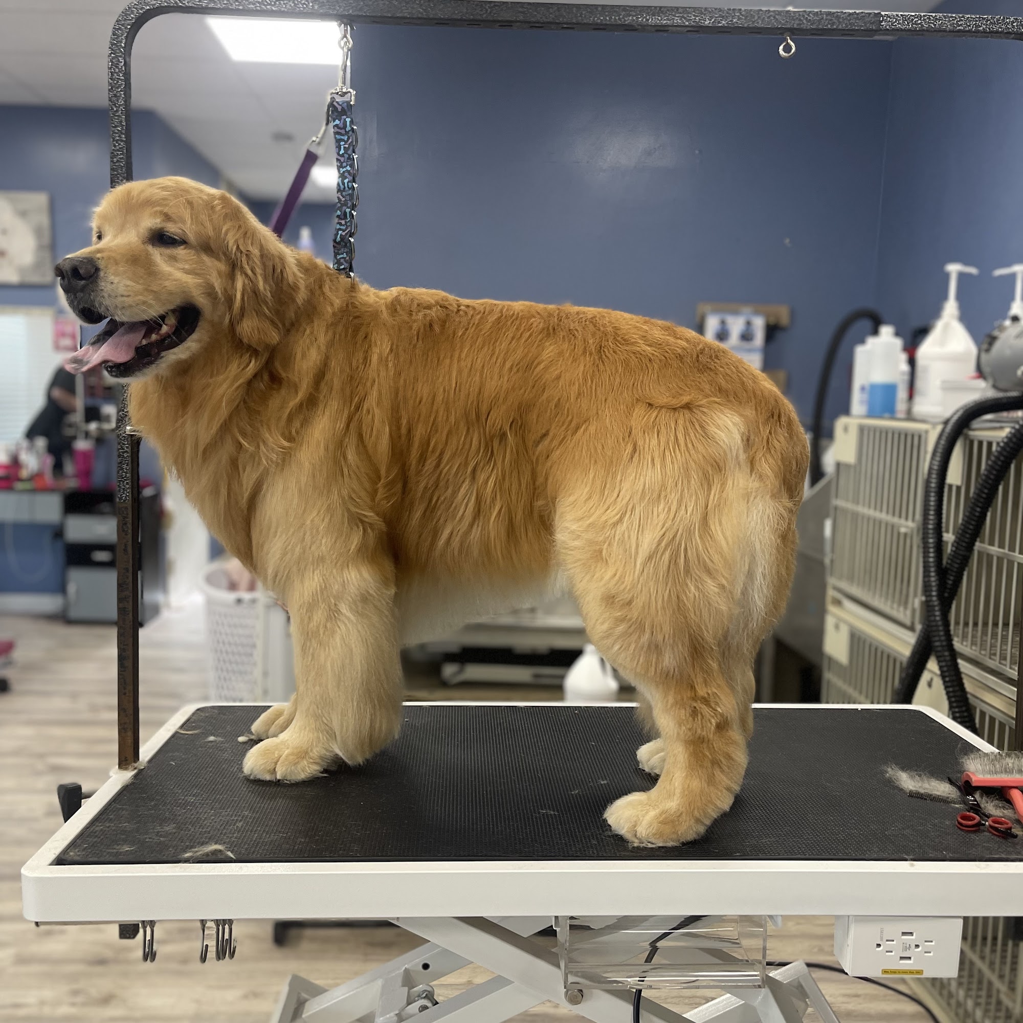 A Muddy Paw Pet Salon LLC New Milford