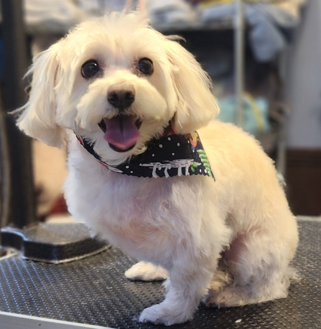 Pampered Pets A Doggy Day Spa New Preston