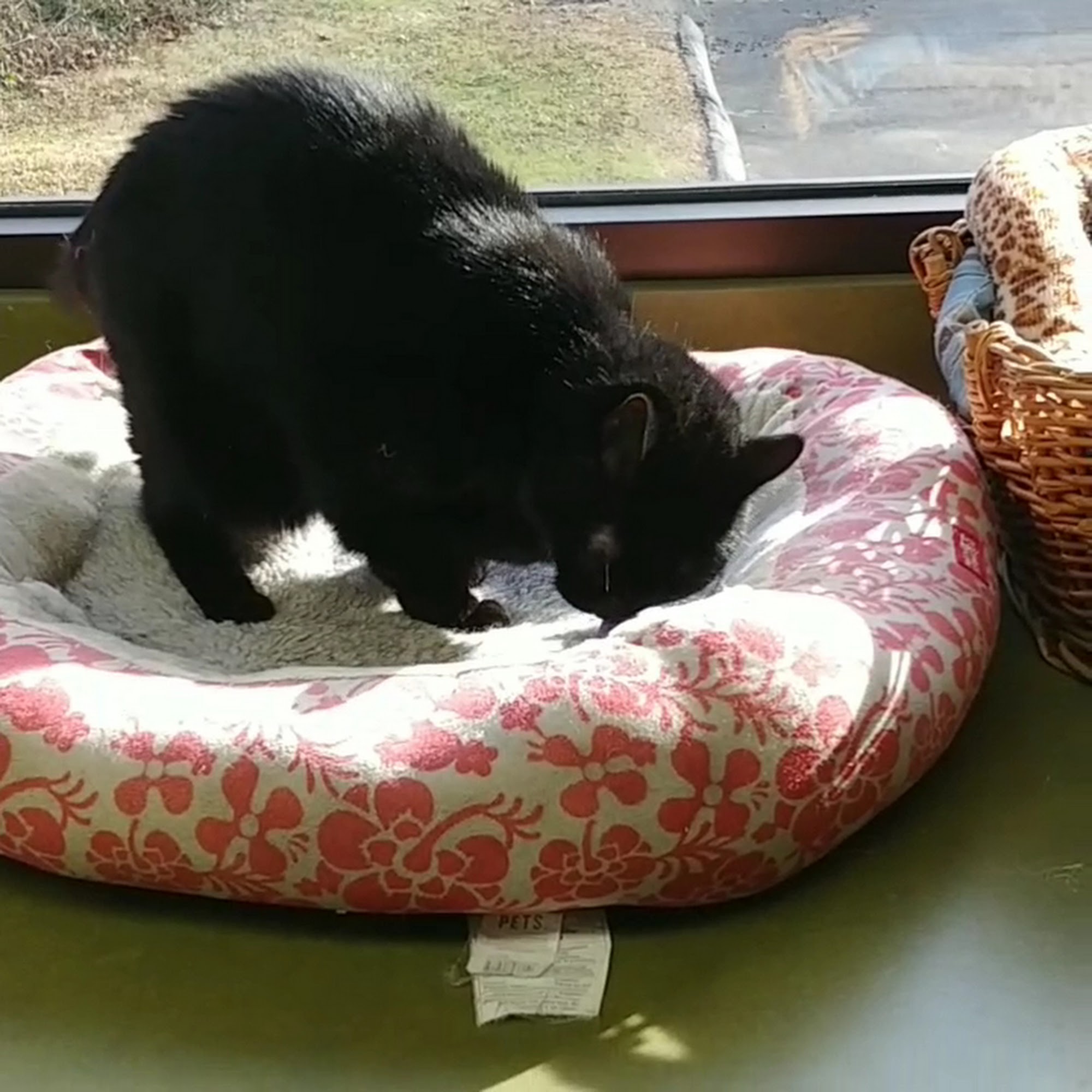 Newington Veterinary Clinic Newington