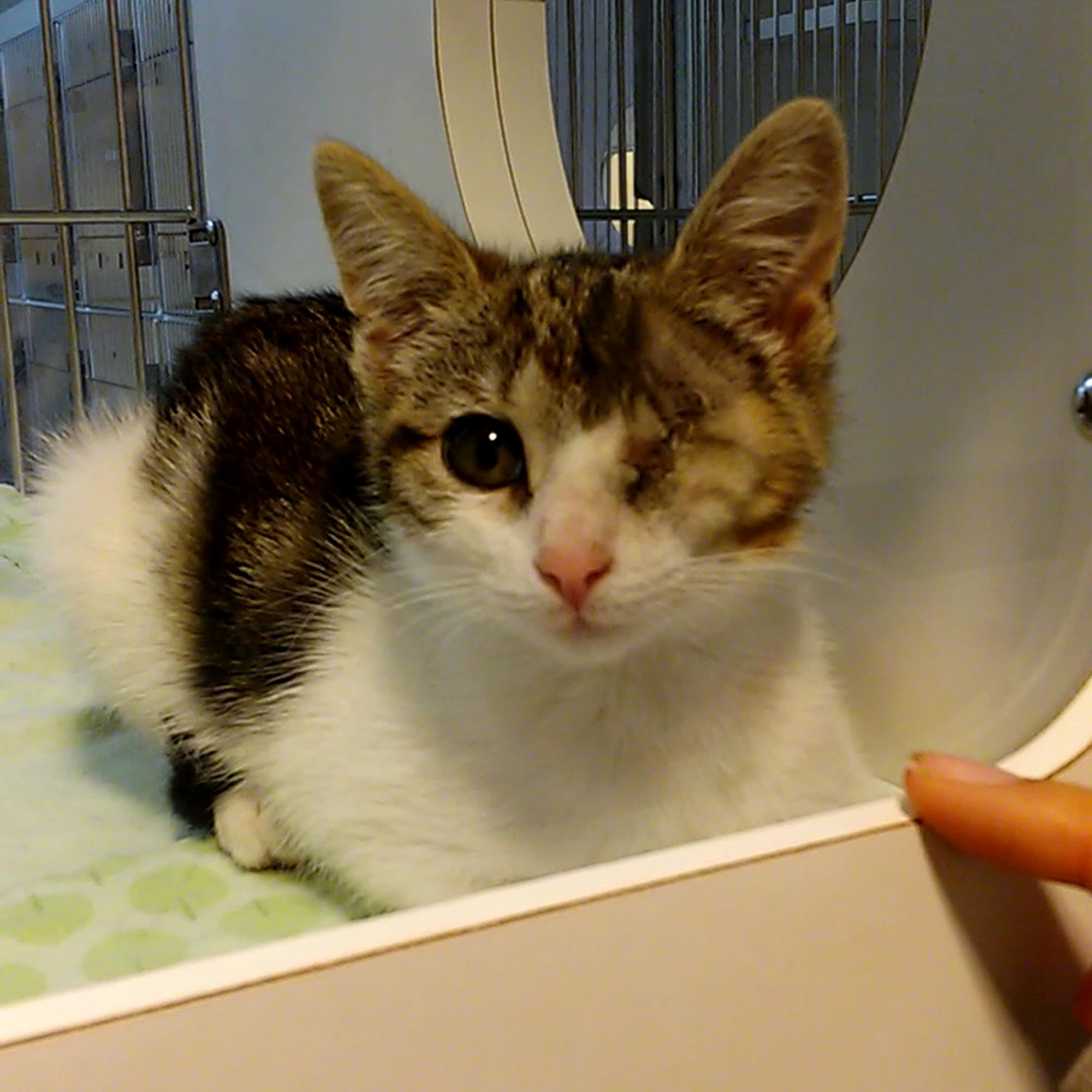 Connecticut Humane Society Newington