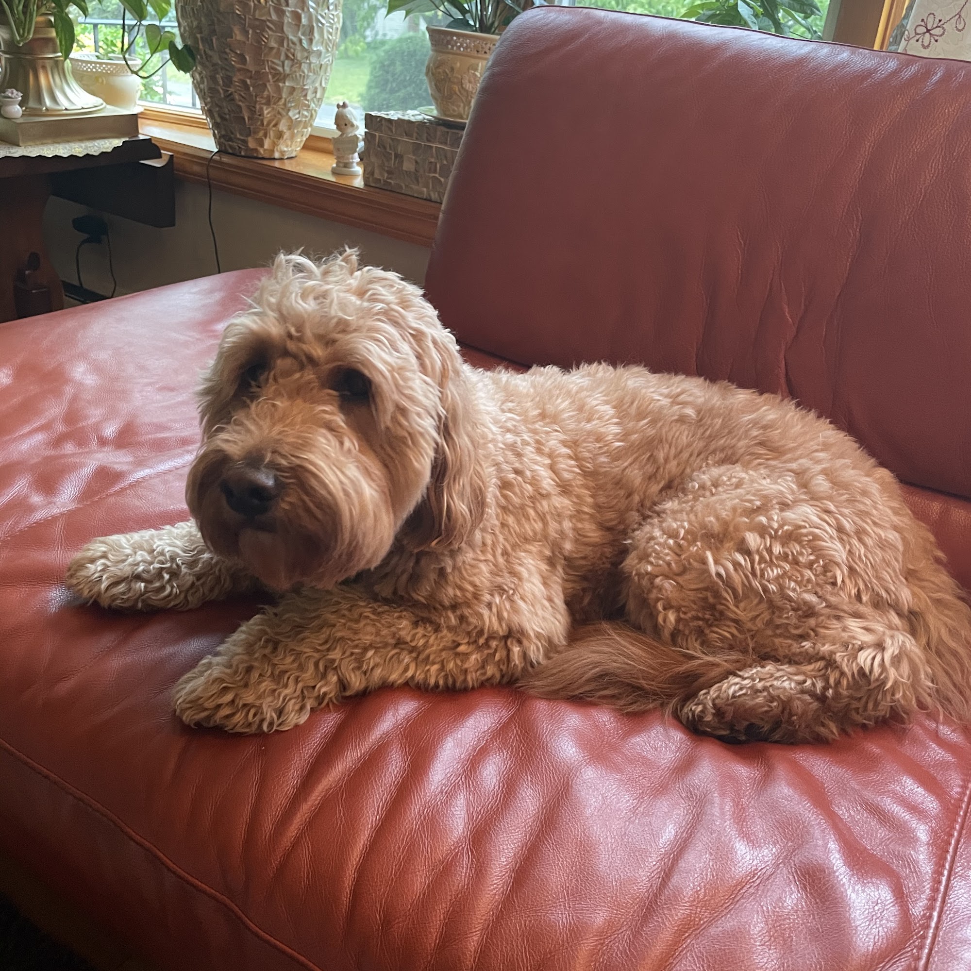 Home Dog Care Newington