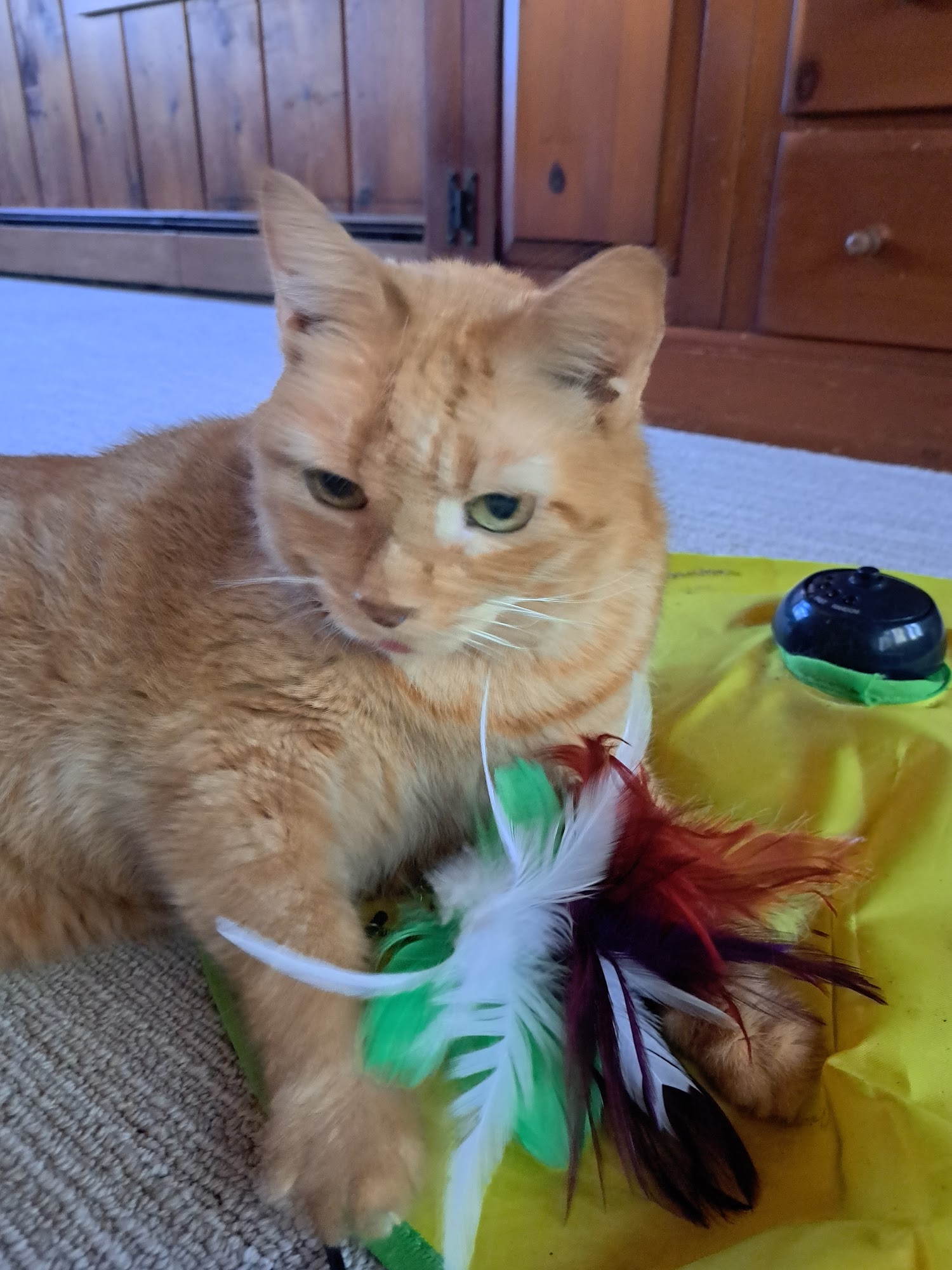 Newtown Veterinary Specialists Newtown