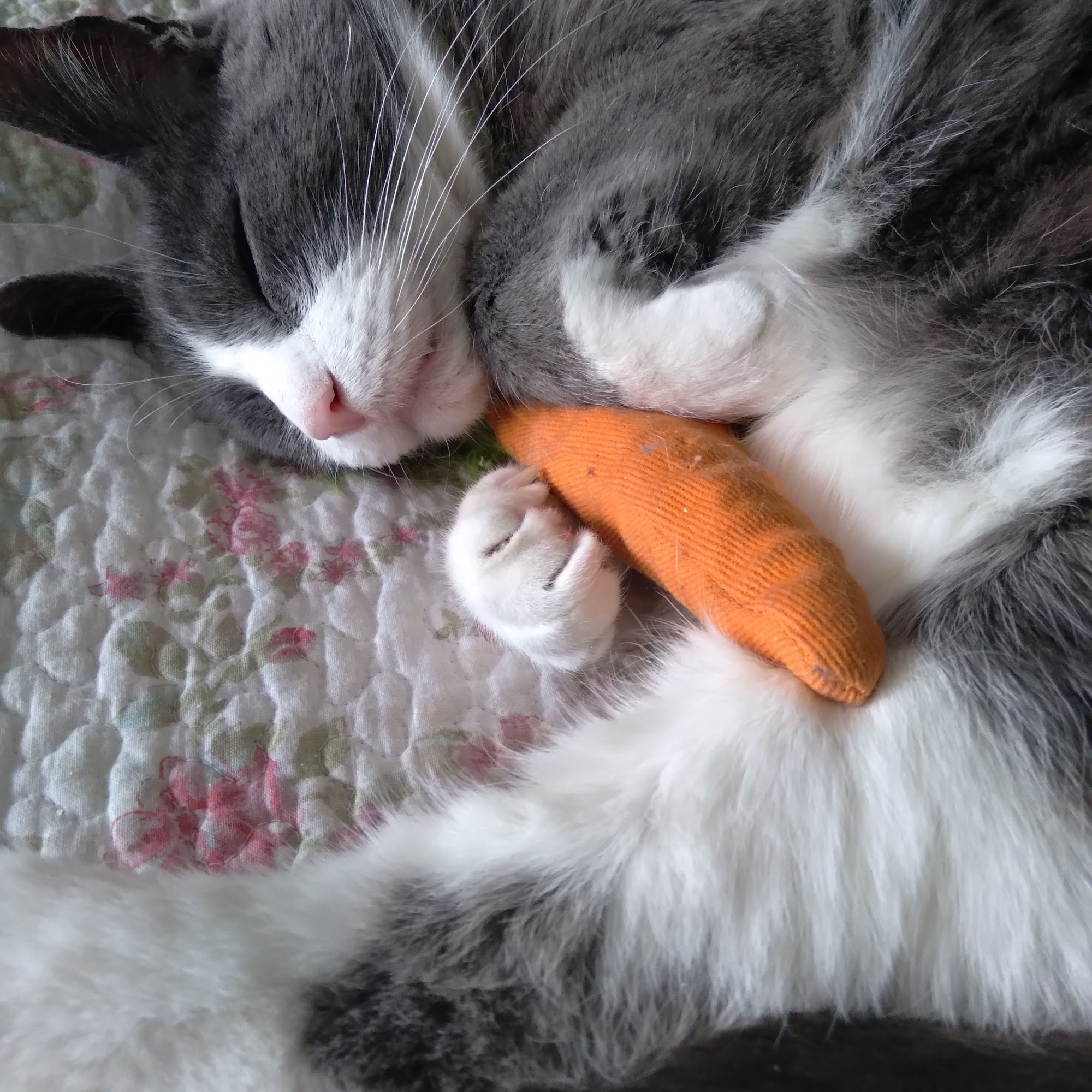 Newtown Veterinary Specialists Newtown