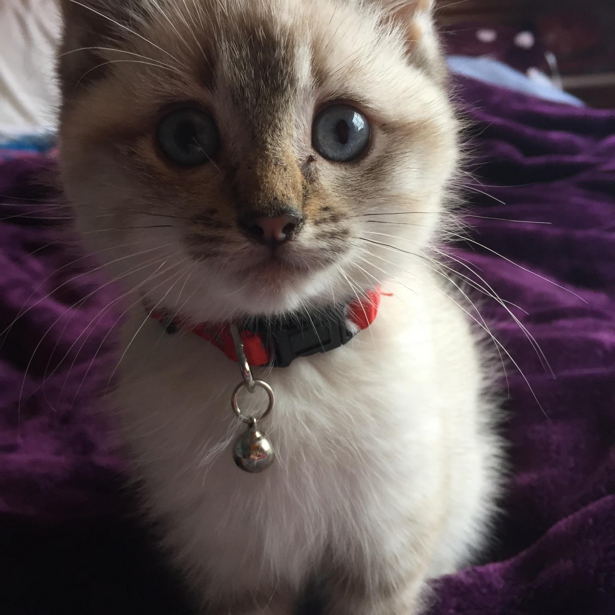 Berkshire Veterinary Hospital Newtown