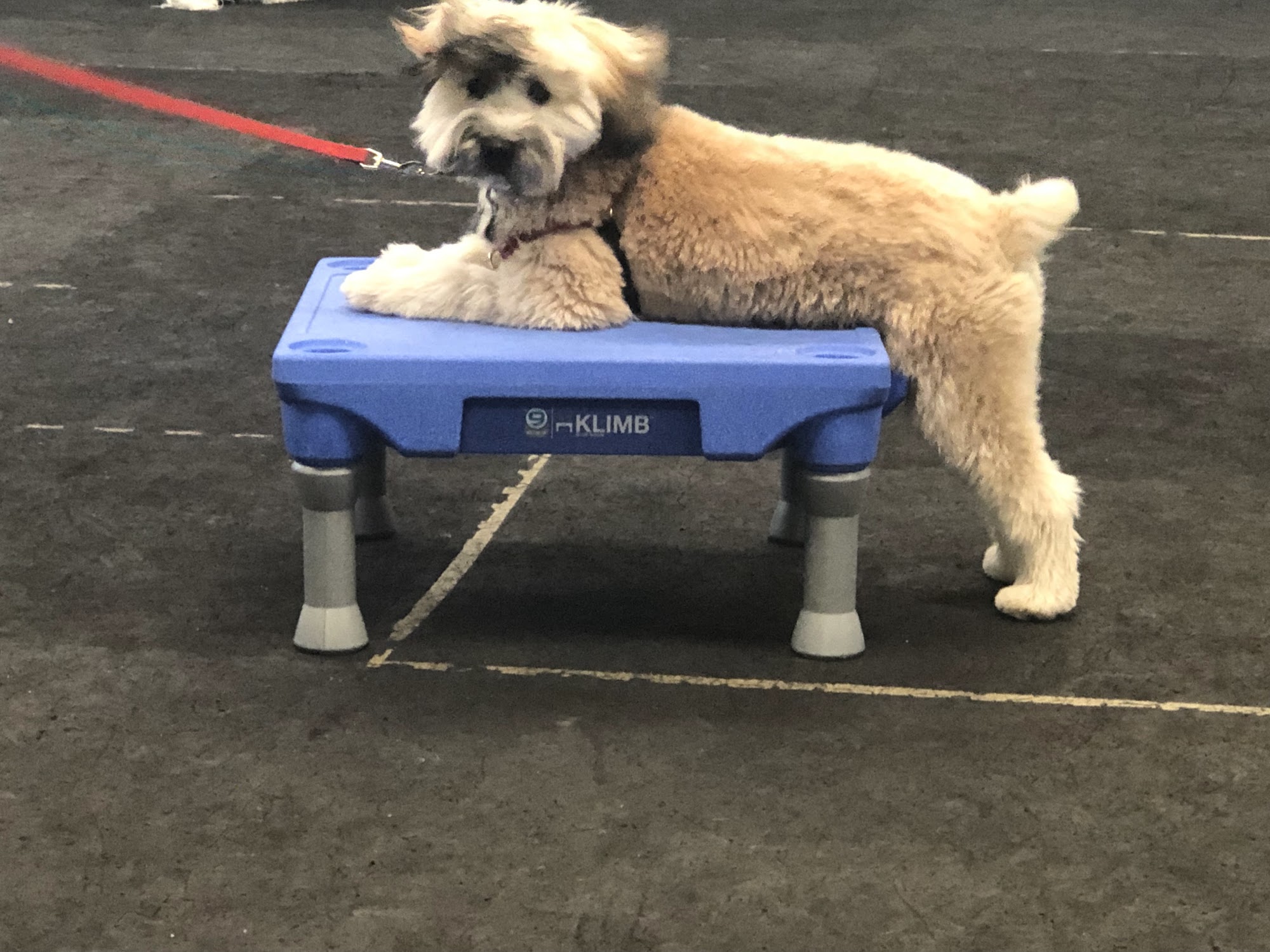 Exceptional Pet Dog Training Center Newtown