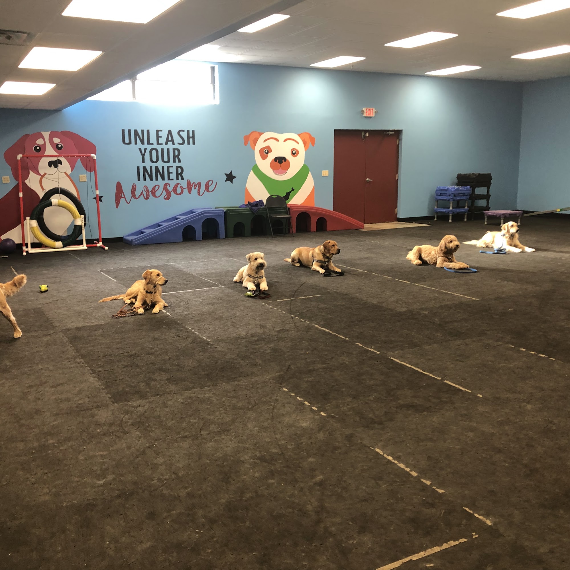 Exceptional Pet Dog Training Center Newtown