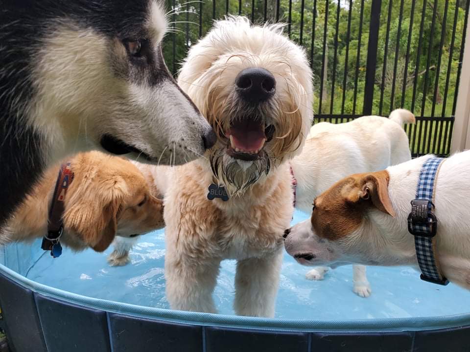 Pleasant Paws Pet Center Newtown