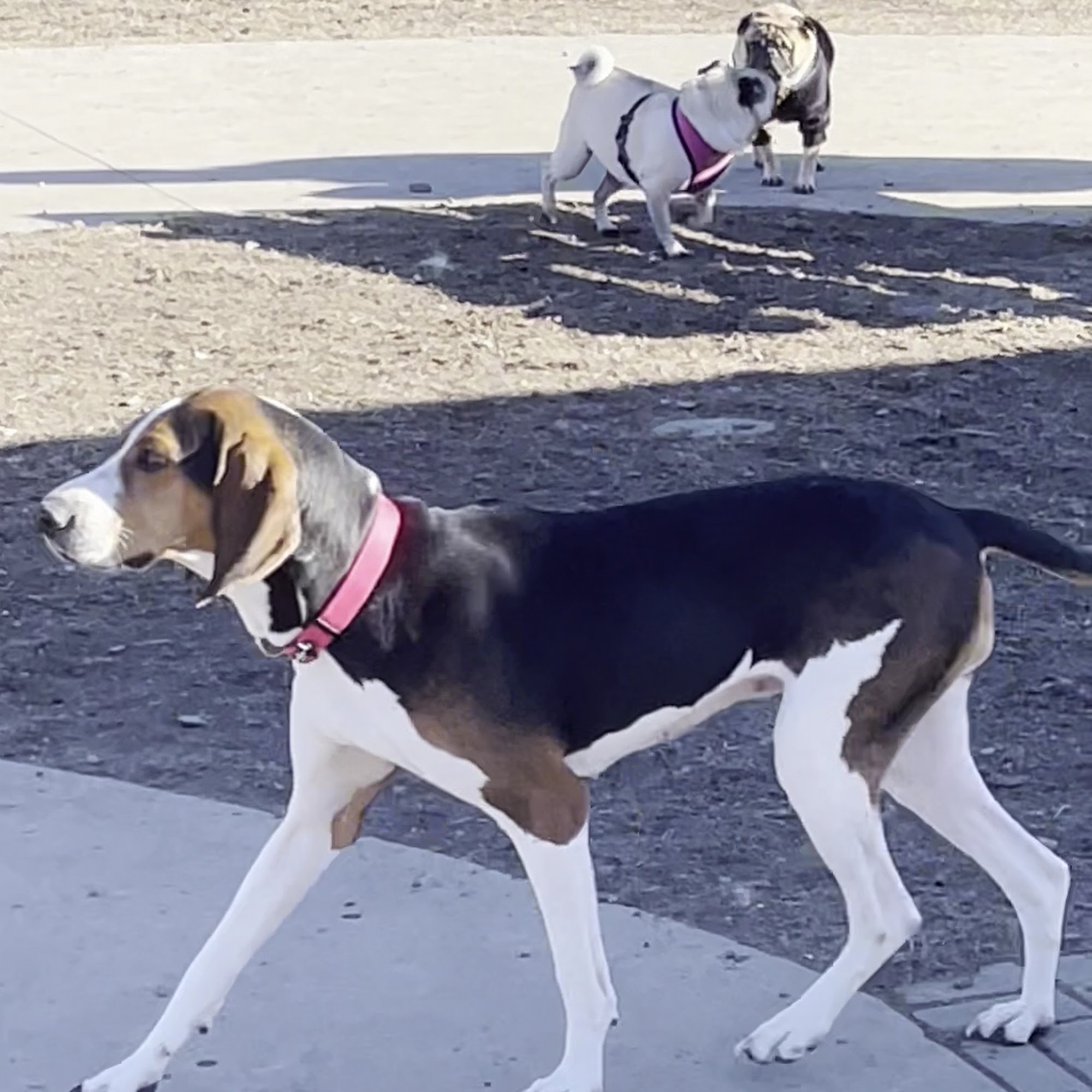 Newtown Park & Bark Newtown