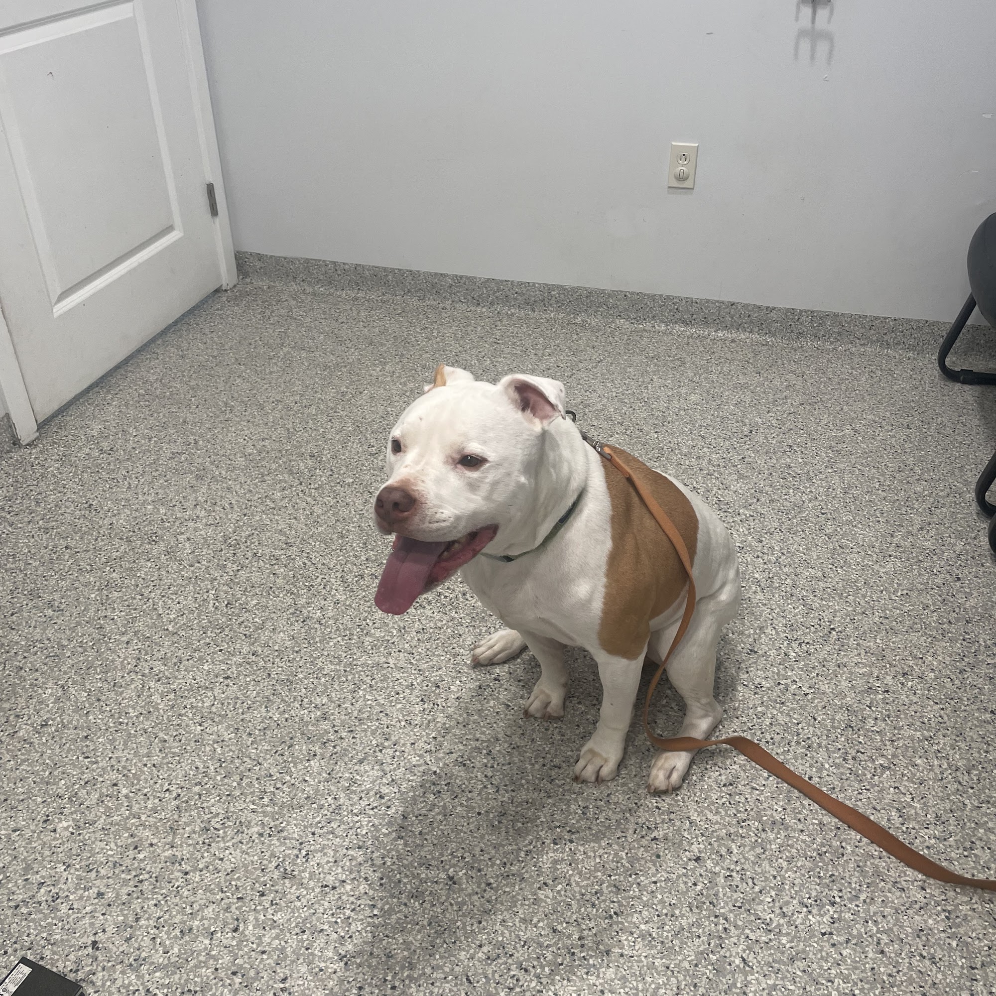 Veterinary Associates North Branford