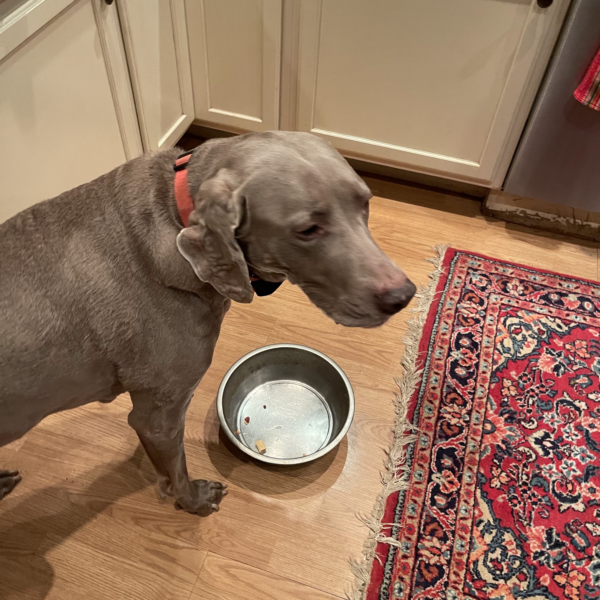 Waggin Good Time North Branford