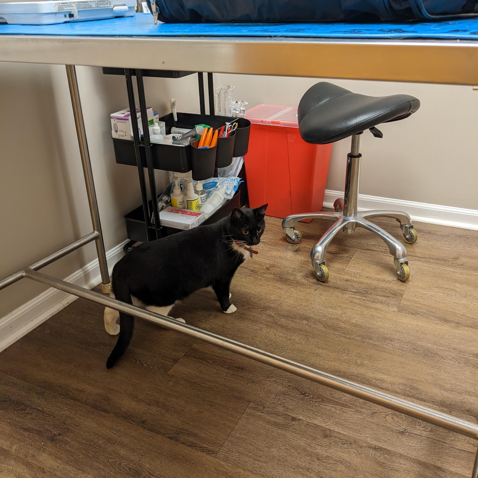 Montowese Veterinary Clinic North Haven