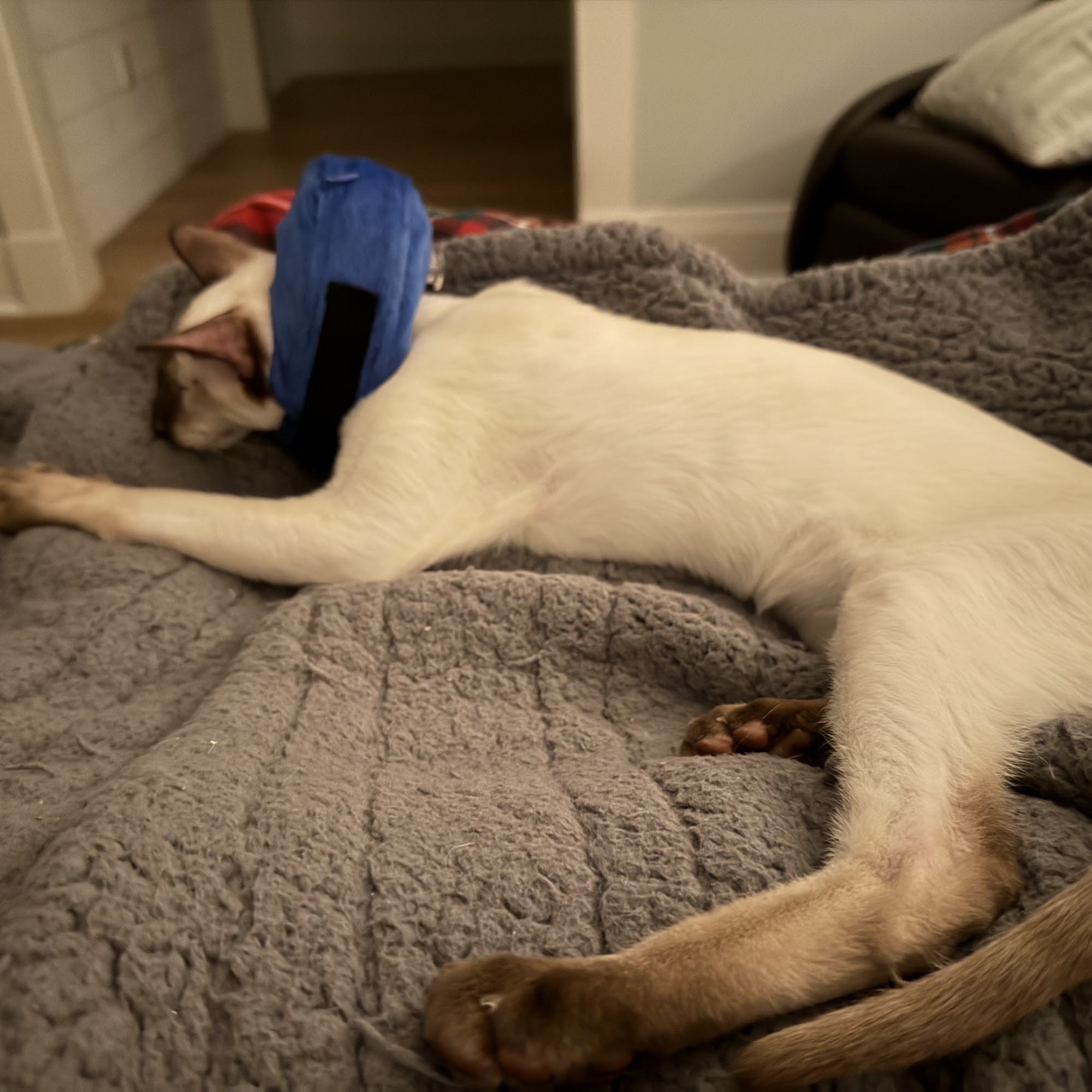 Central Hospital For Veterinary Medicine North Haven