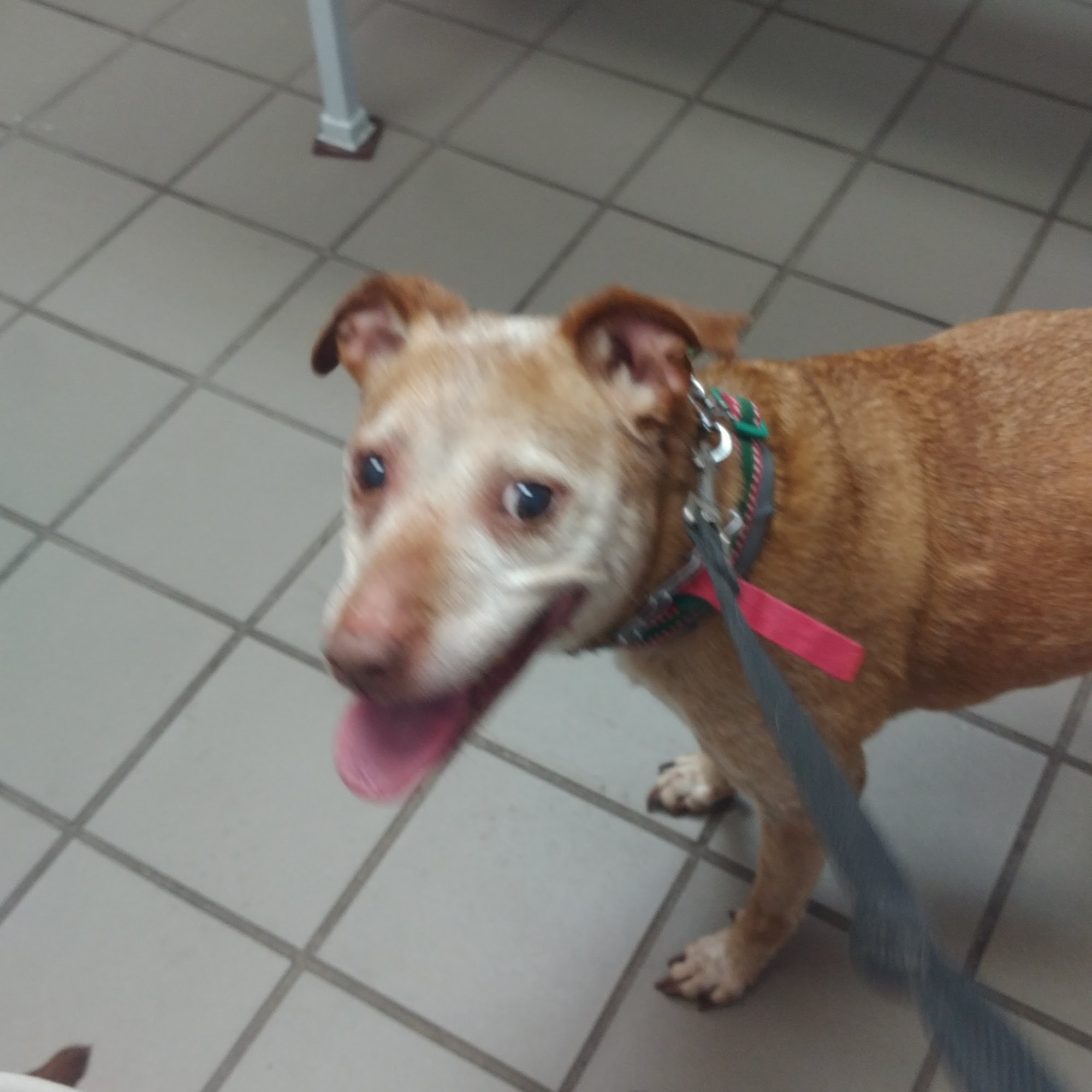 Ridgehill Animal Hospital North Haven