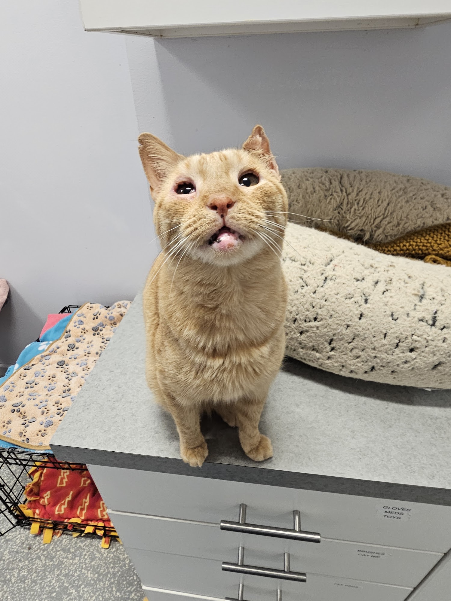 Animal Haven Inc North Haven