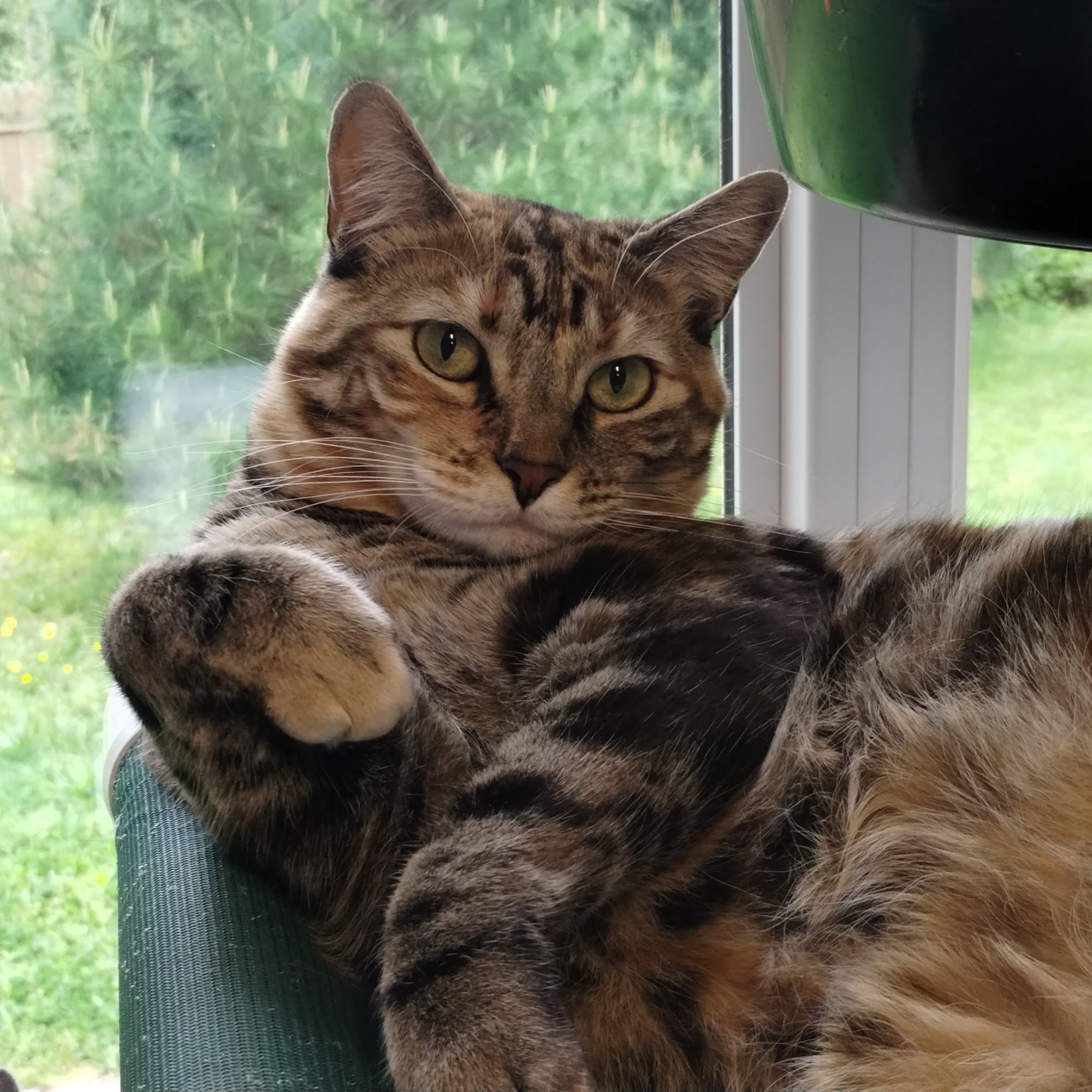 Animal Haven Inc North Haven