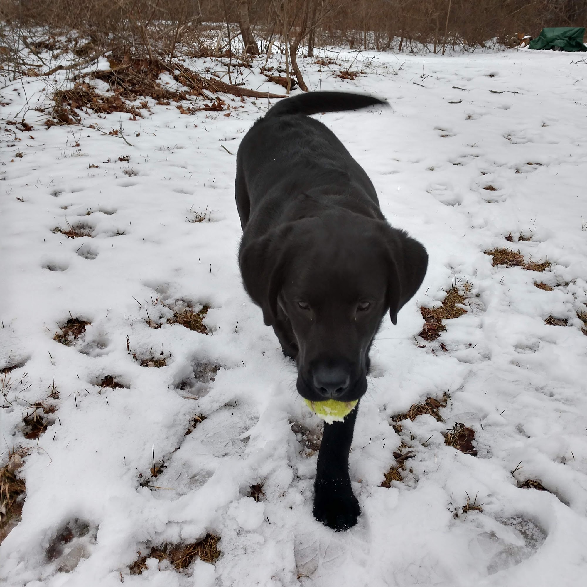 Red Rock Kennels North Stonington