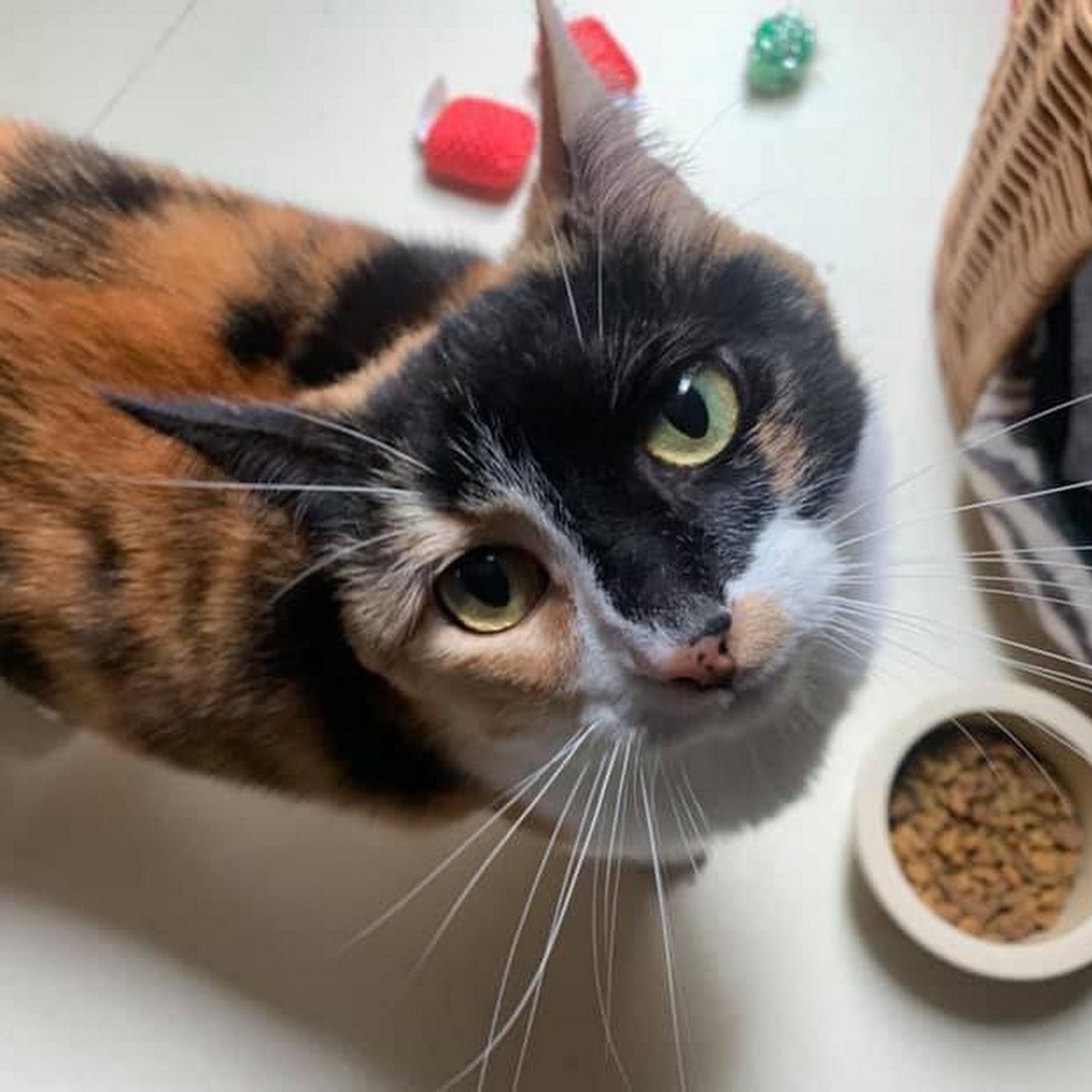 Creature Comforts Animal Inn North Stonington