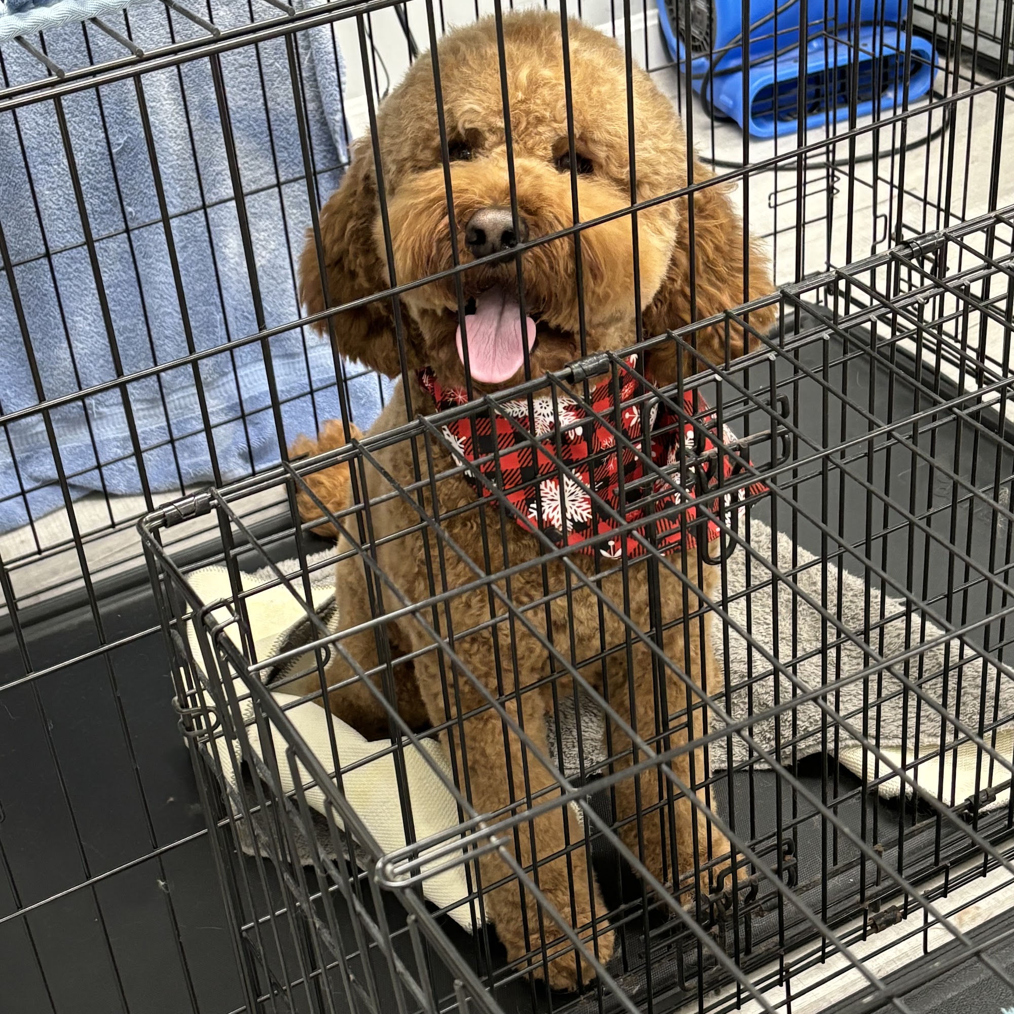 Dapper Dog Salon Northford