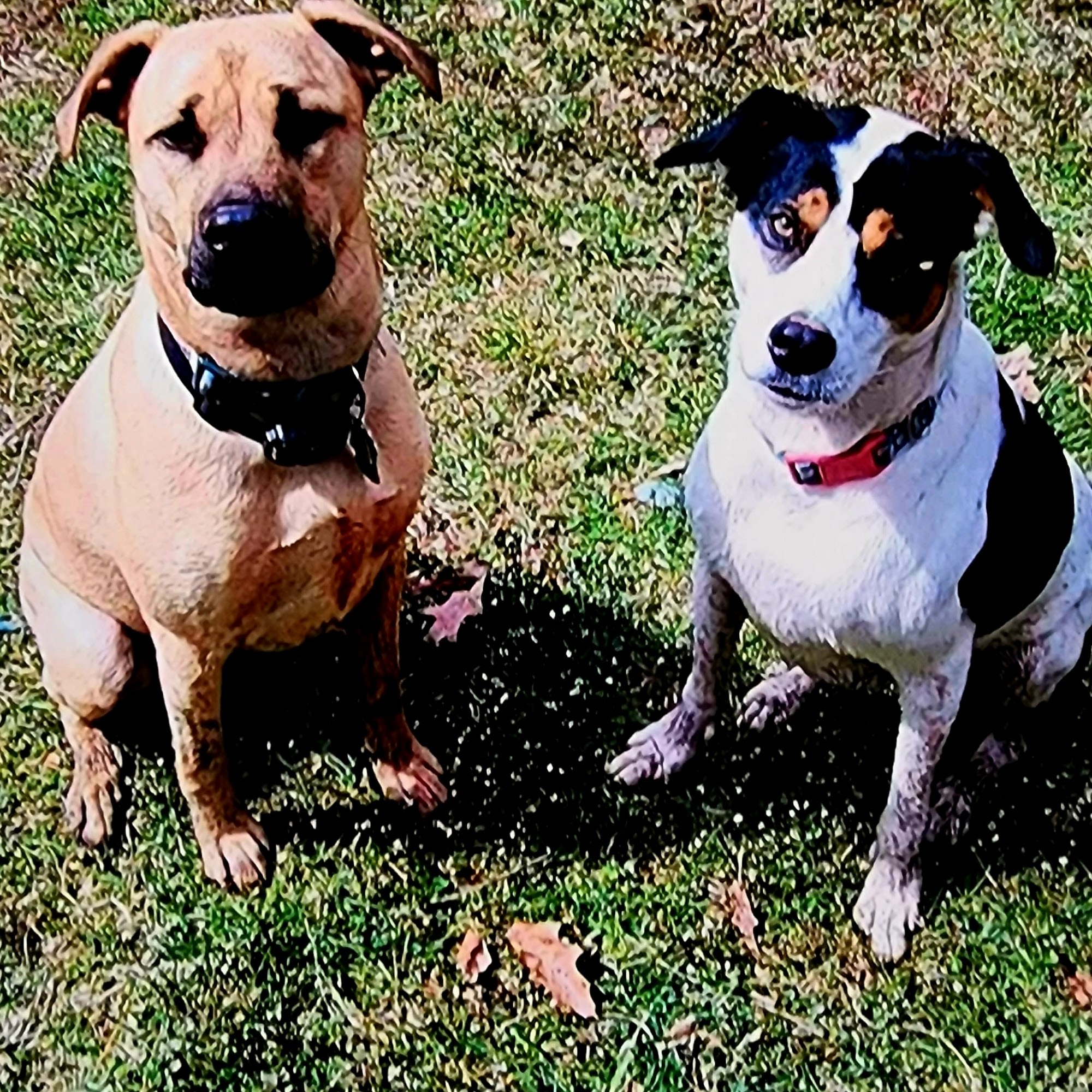 Good Shepherd Pet Care