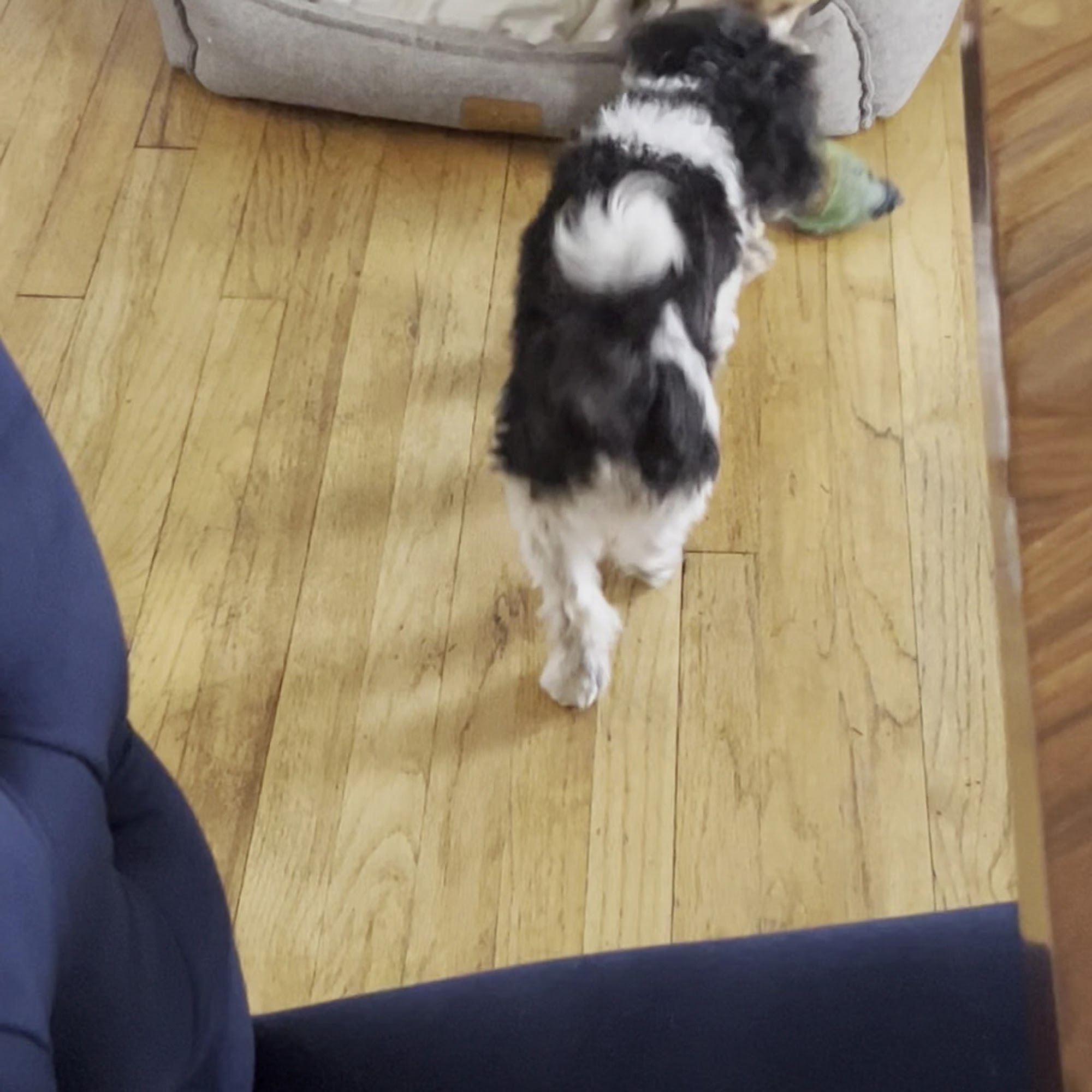 United Veterinary Center Norwalk Norwalk