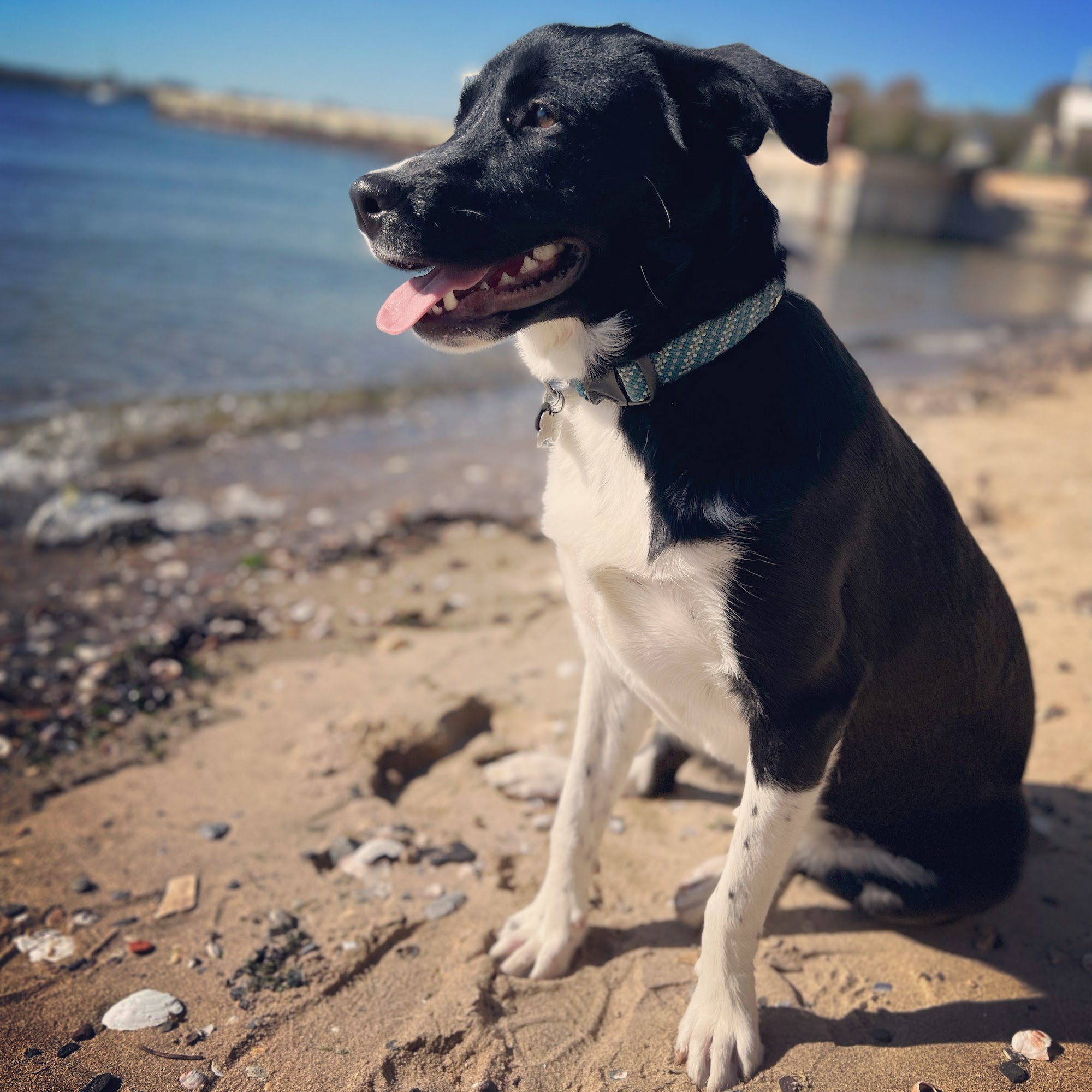 Norwalk Veterinary Hospital and The Boarding House Norwalk