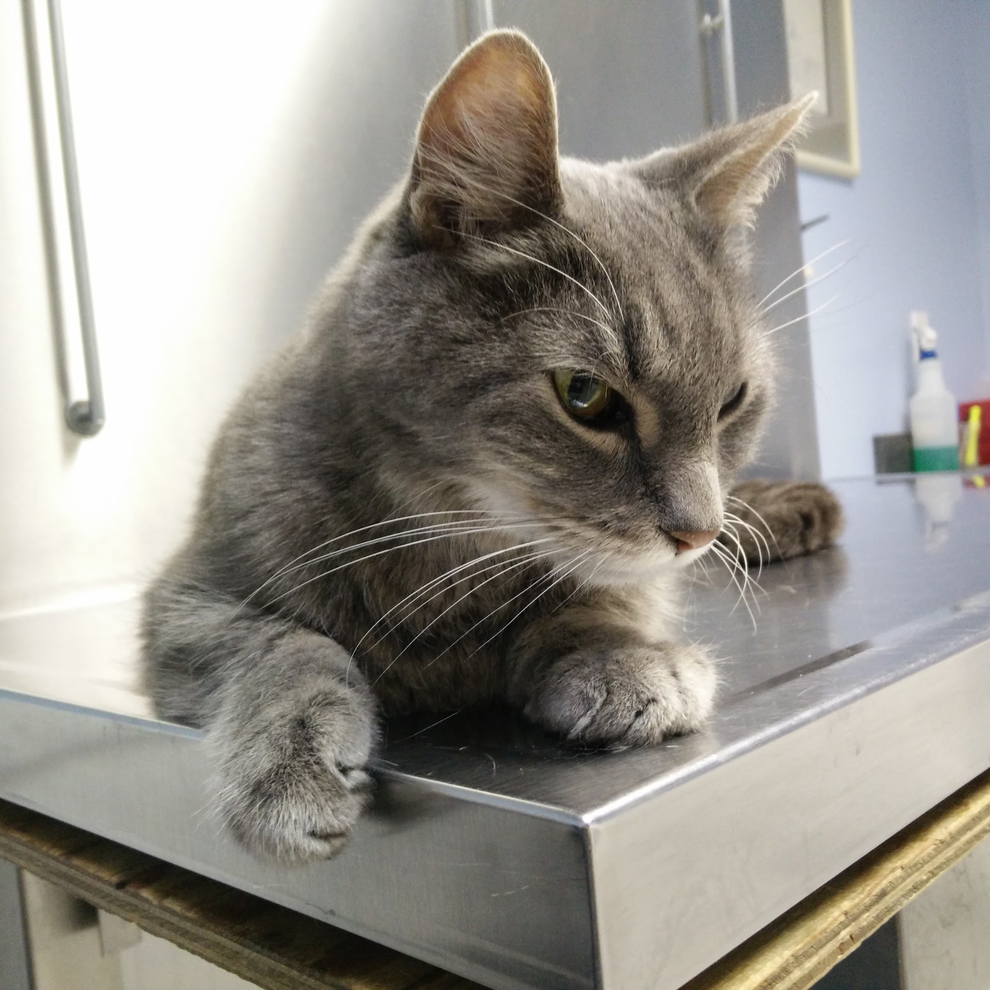 Norwalk Animal Hospital Norwalk