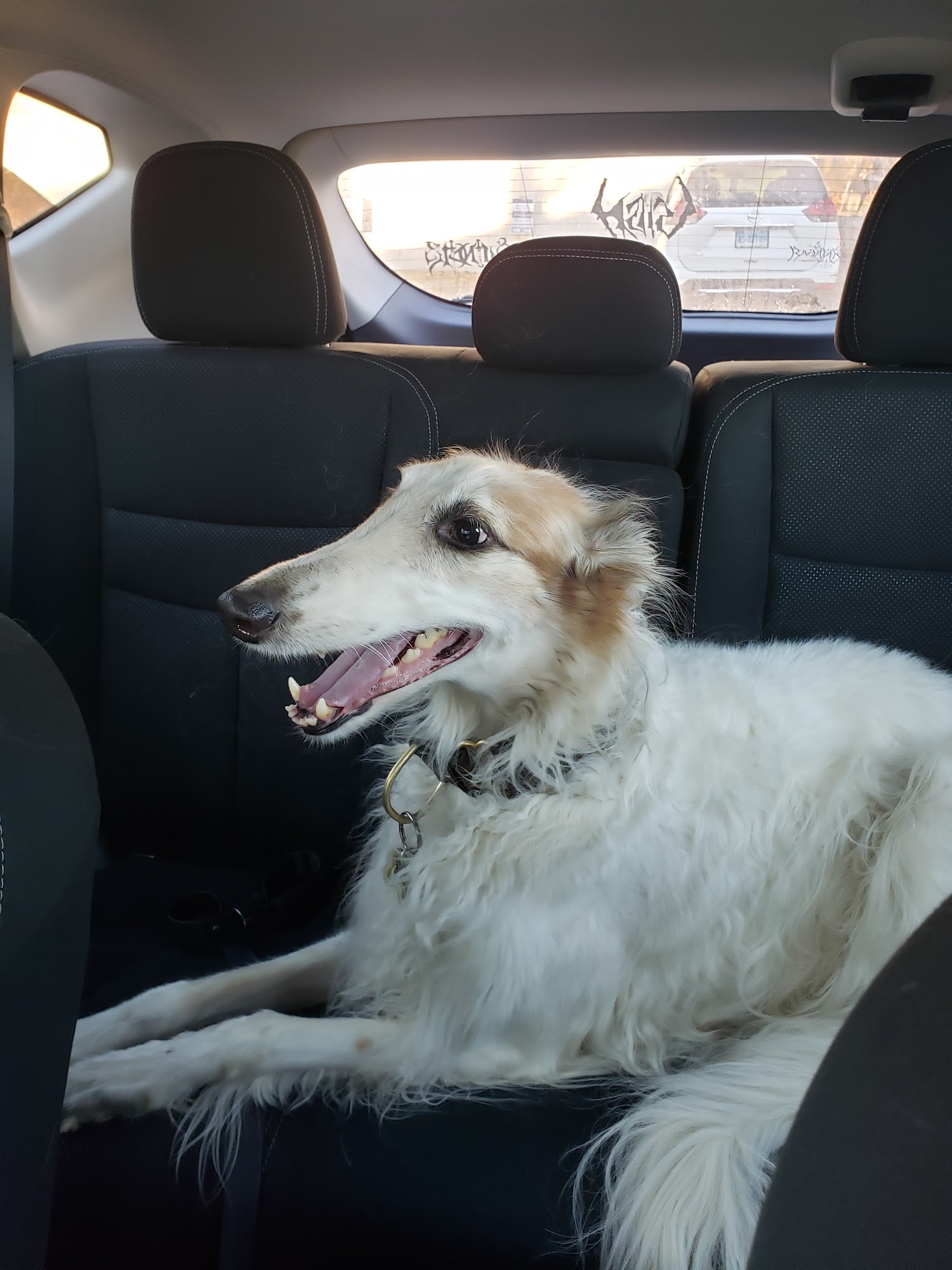 Broad River Animal Hospital Norwalk