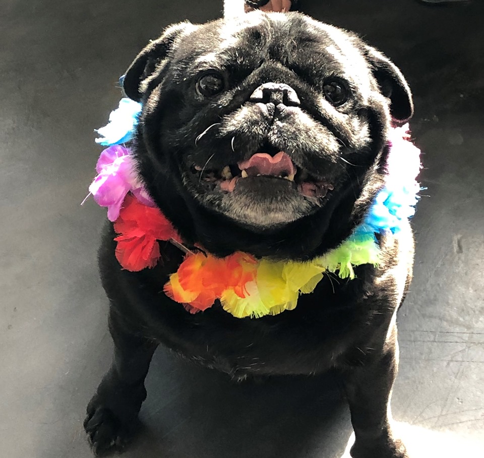 The Veterinary Care Center Norwalk