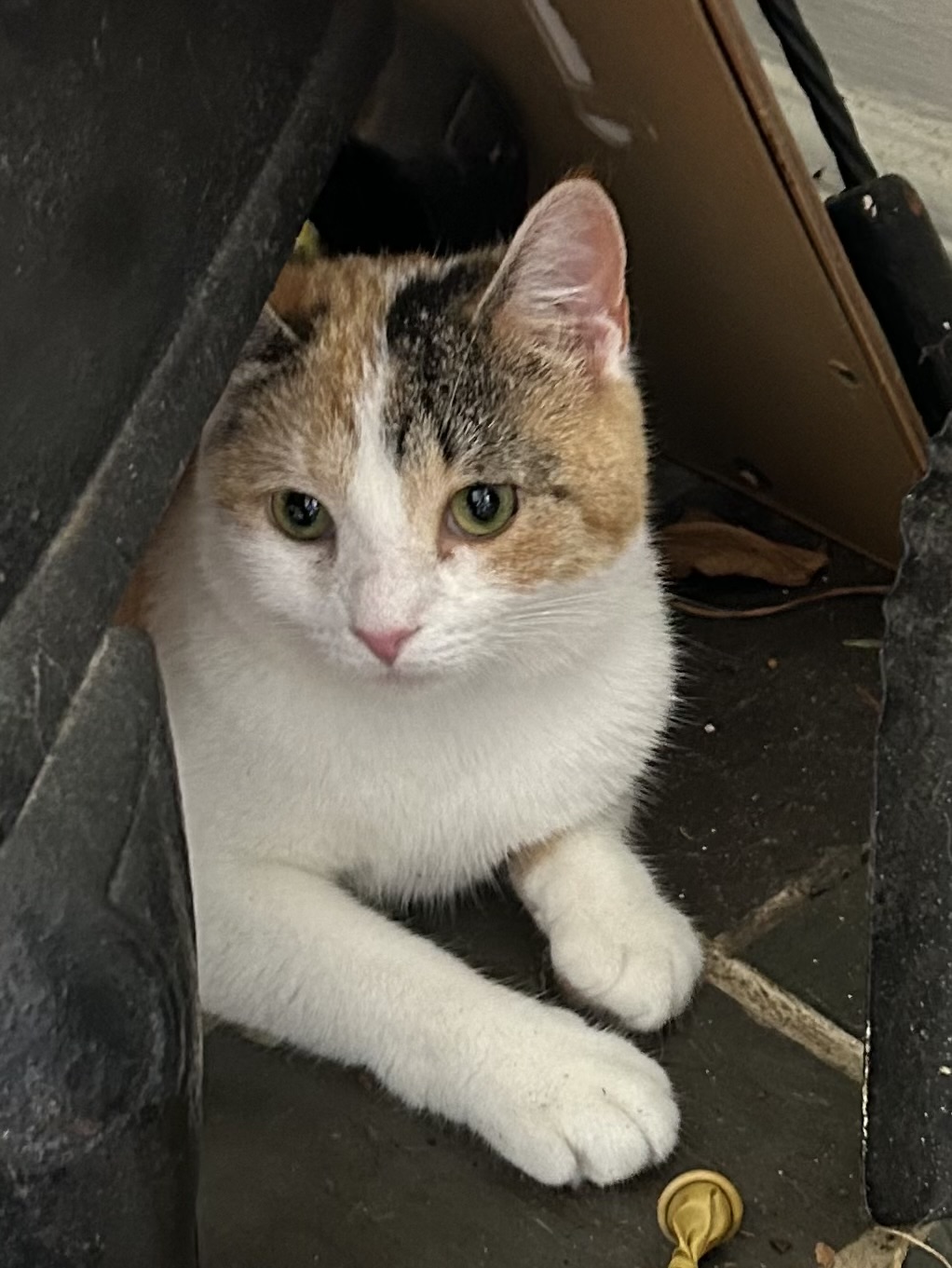 PAWS (Pet Animal Welfare Society, Inc.) Norwalk