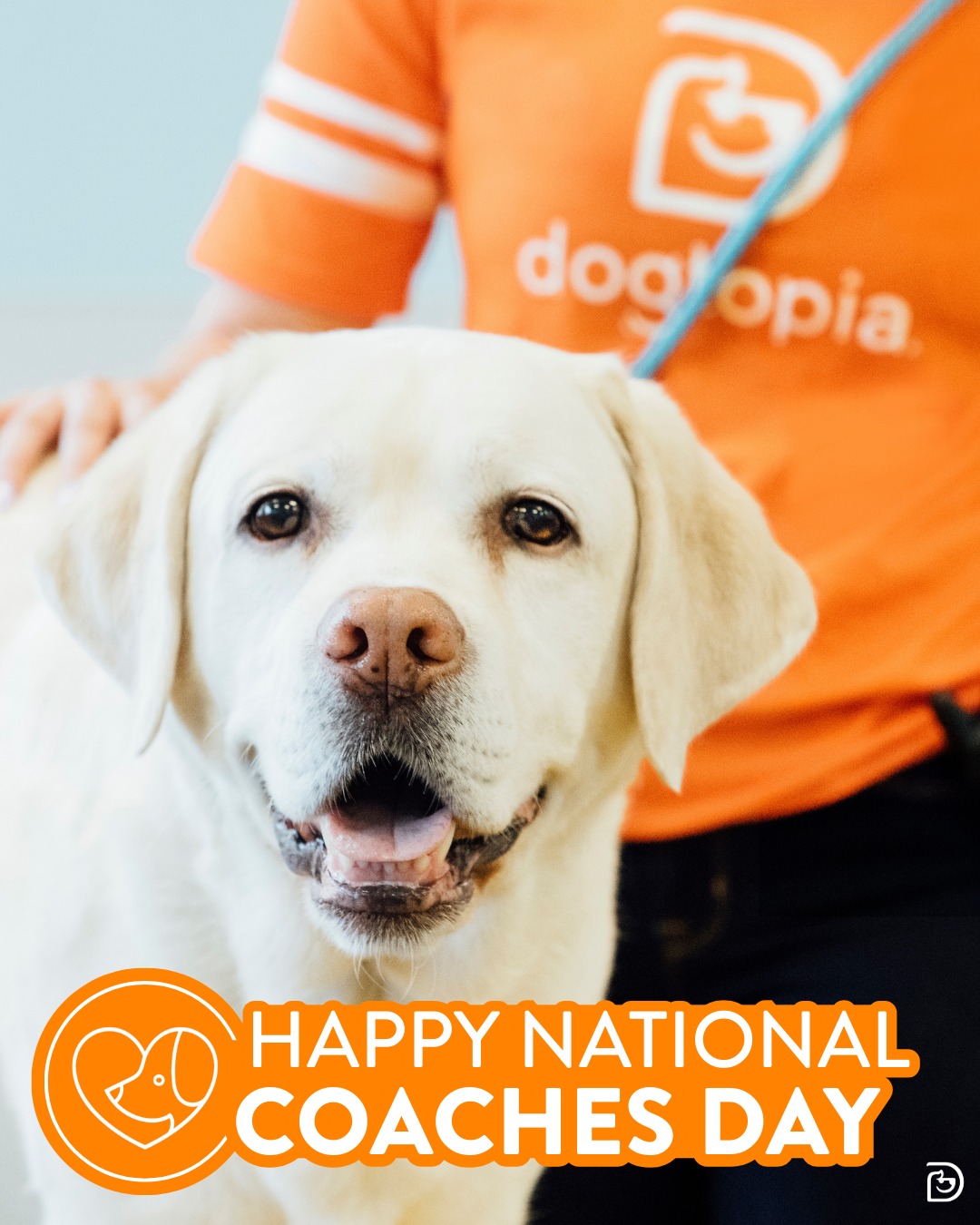 Dogtopia of Norwalk Norwalk