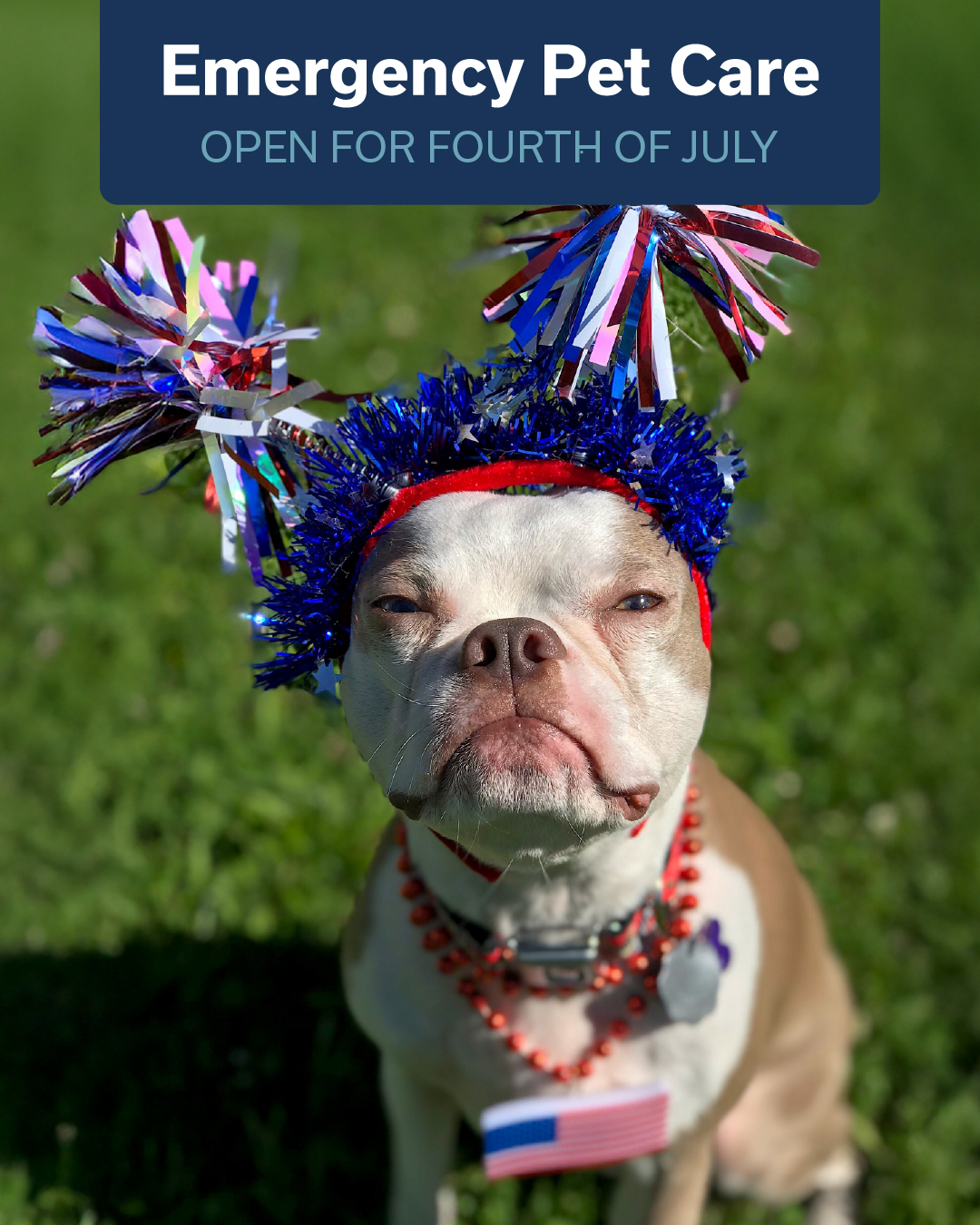 MedVet Norwalk Norwalk