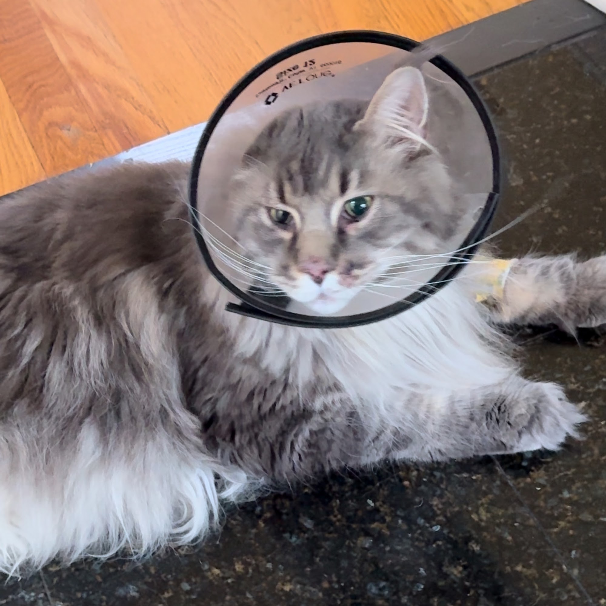 MedVet Norwalk Norwalk