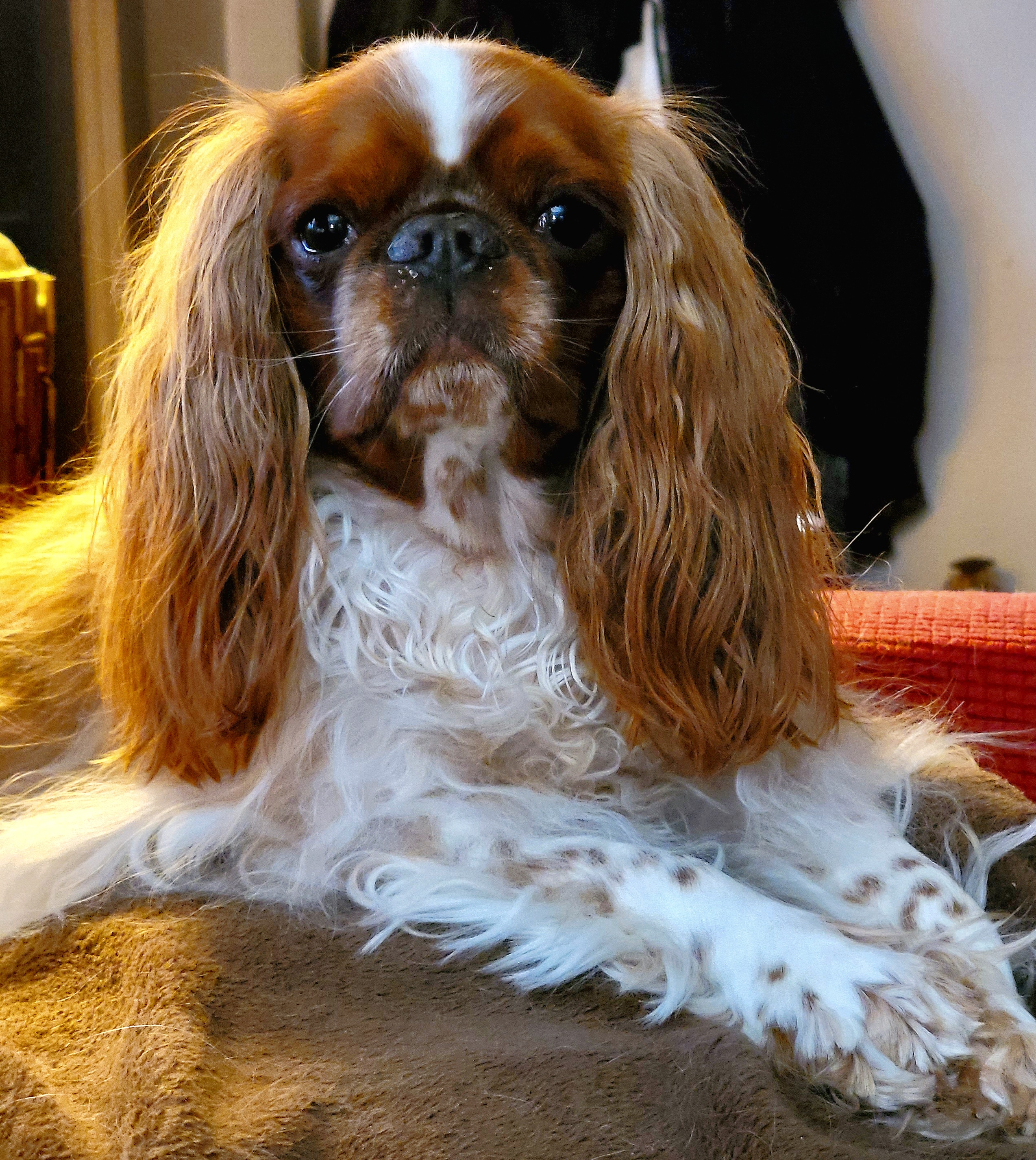 Paws & Refresh LLC. (Dog Grooming) Norwich