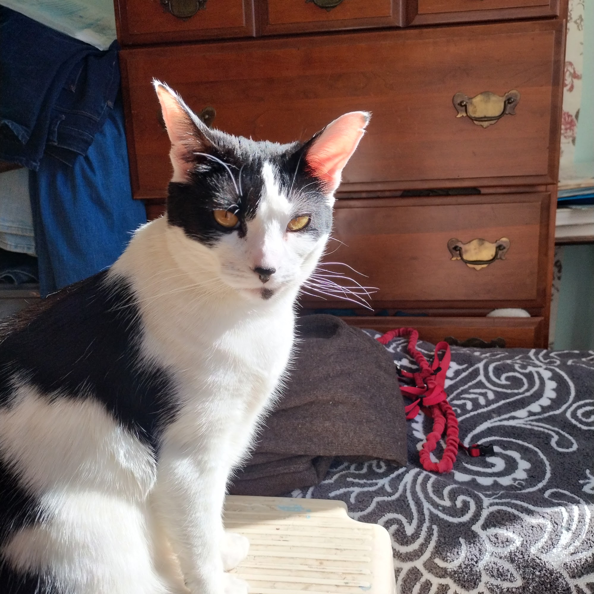 Clark Veterinary Hospital Old Lyme