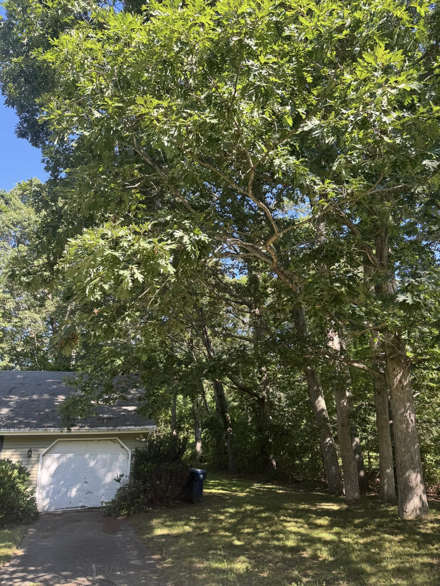 Sapere Tree Services